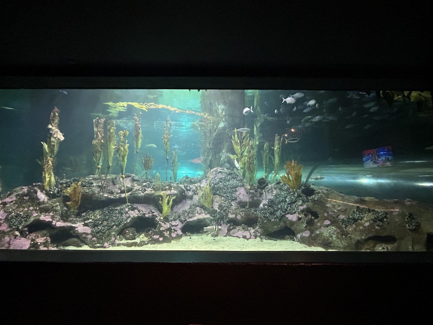 Pania Reef Exhibit