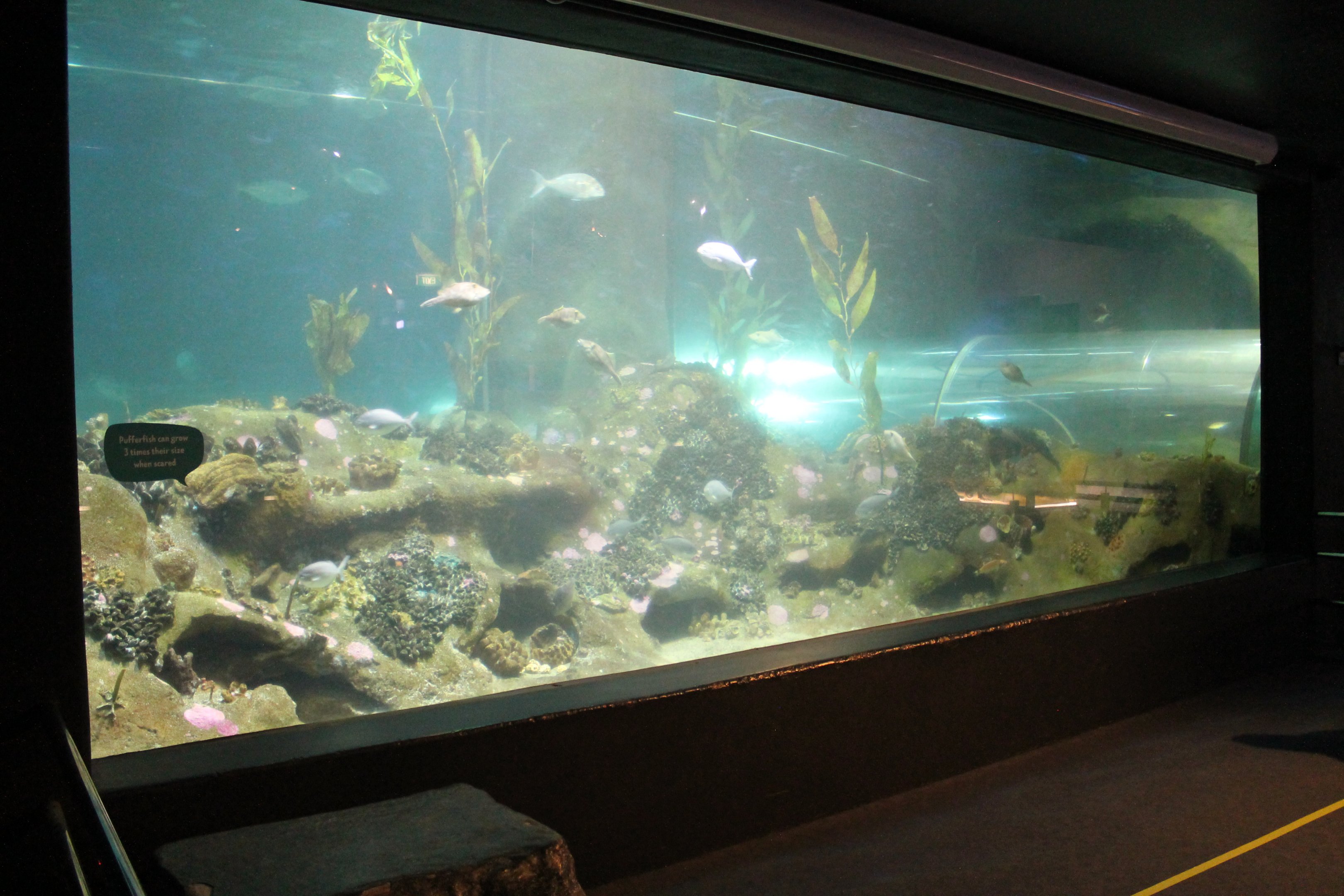 Pania Reef tank