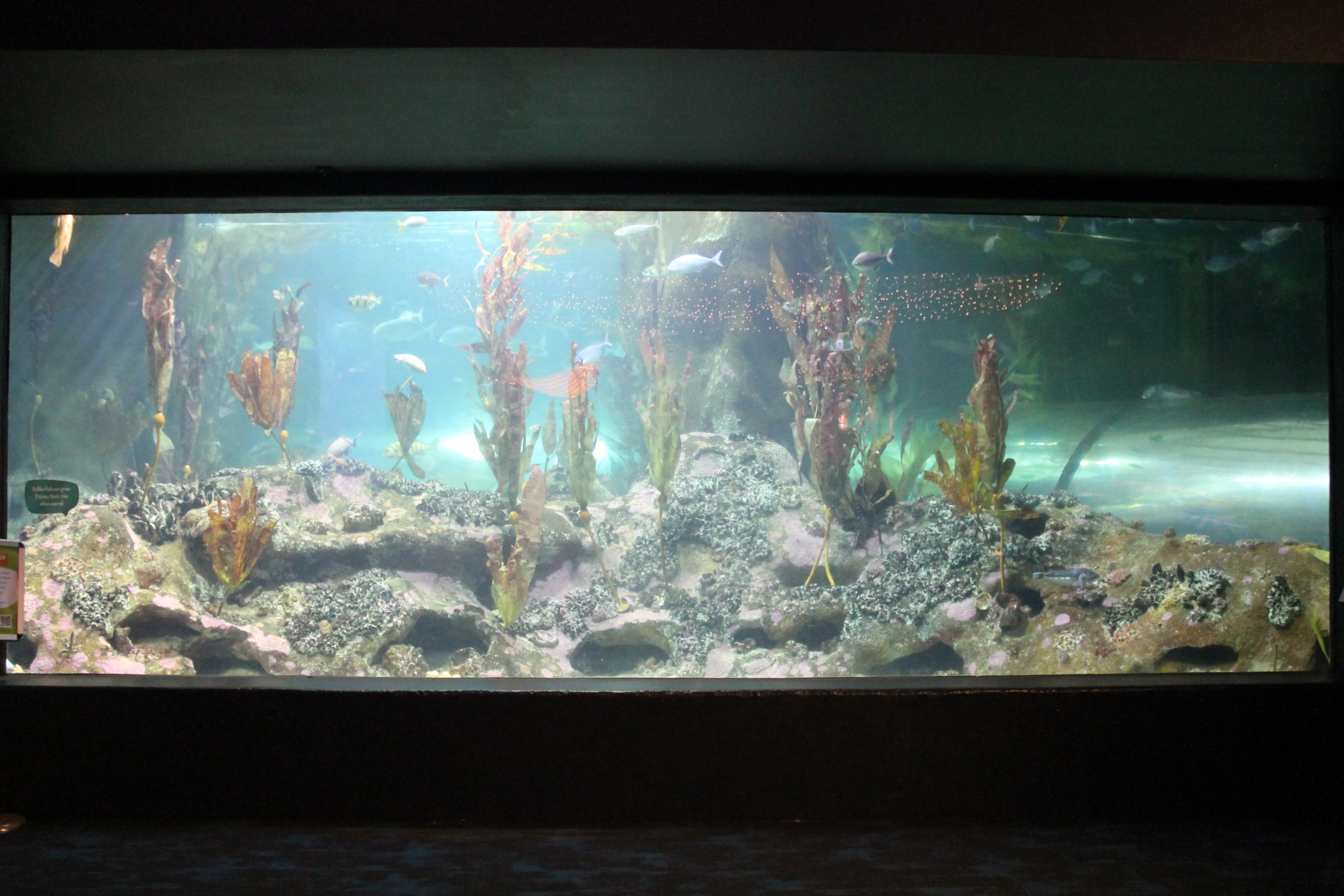 Pania Reef tank