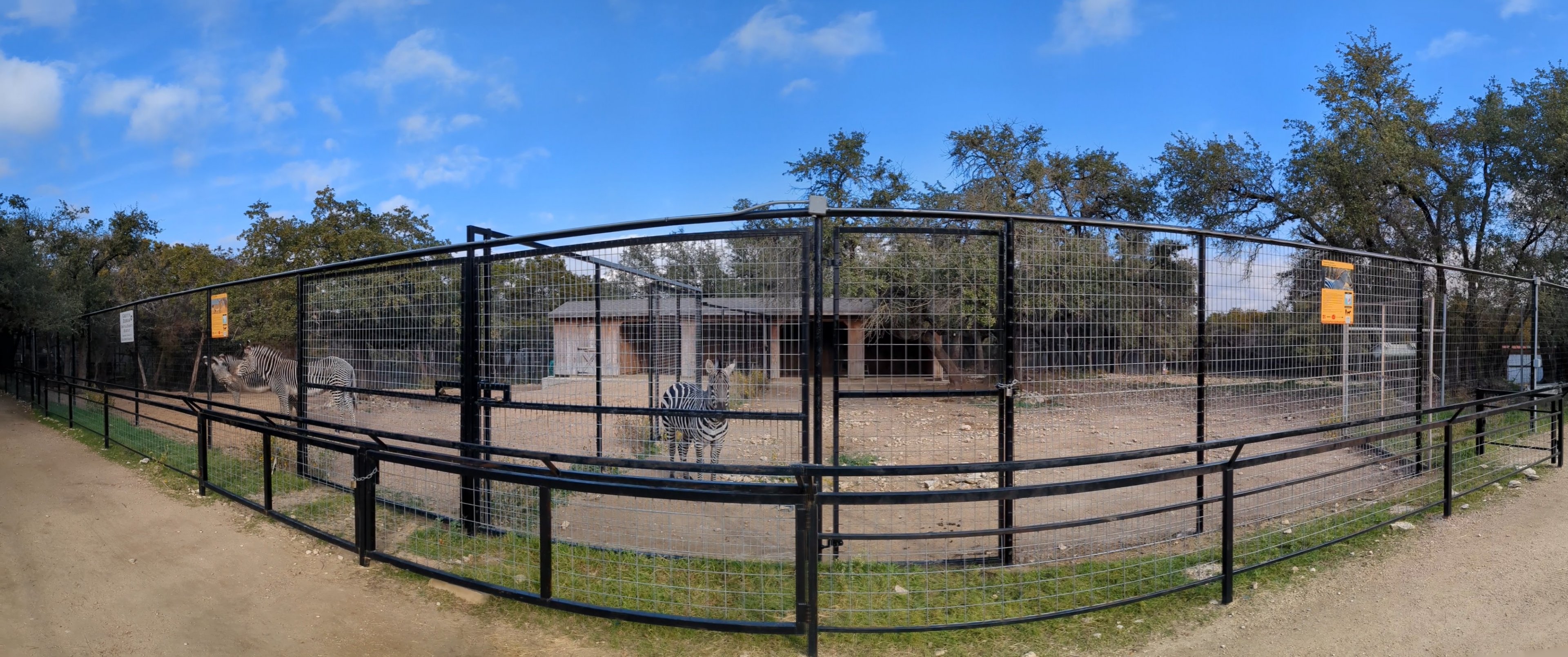 Pano of the Grevy's and Grants zebra and ostrich yards