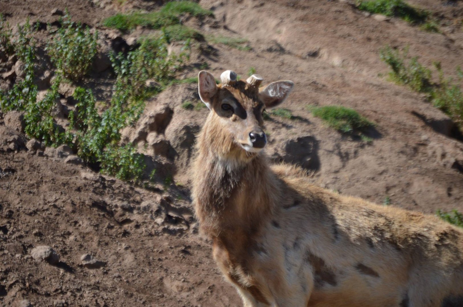 Panolia eldii (not sure of the subspecies)