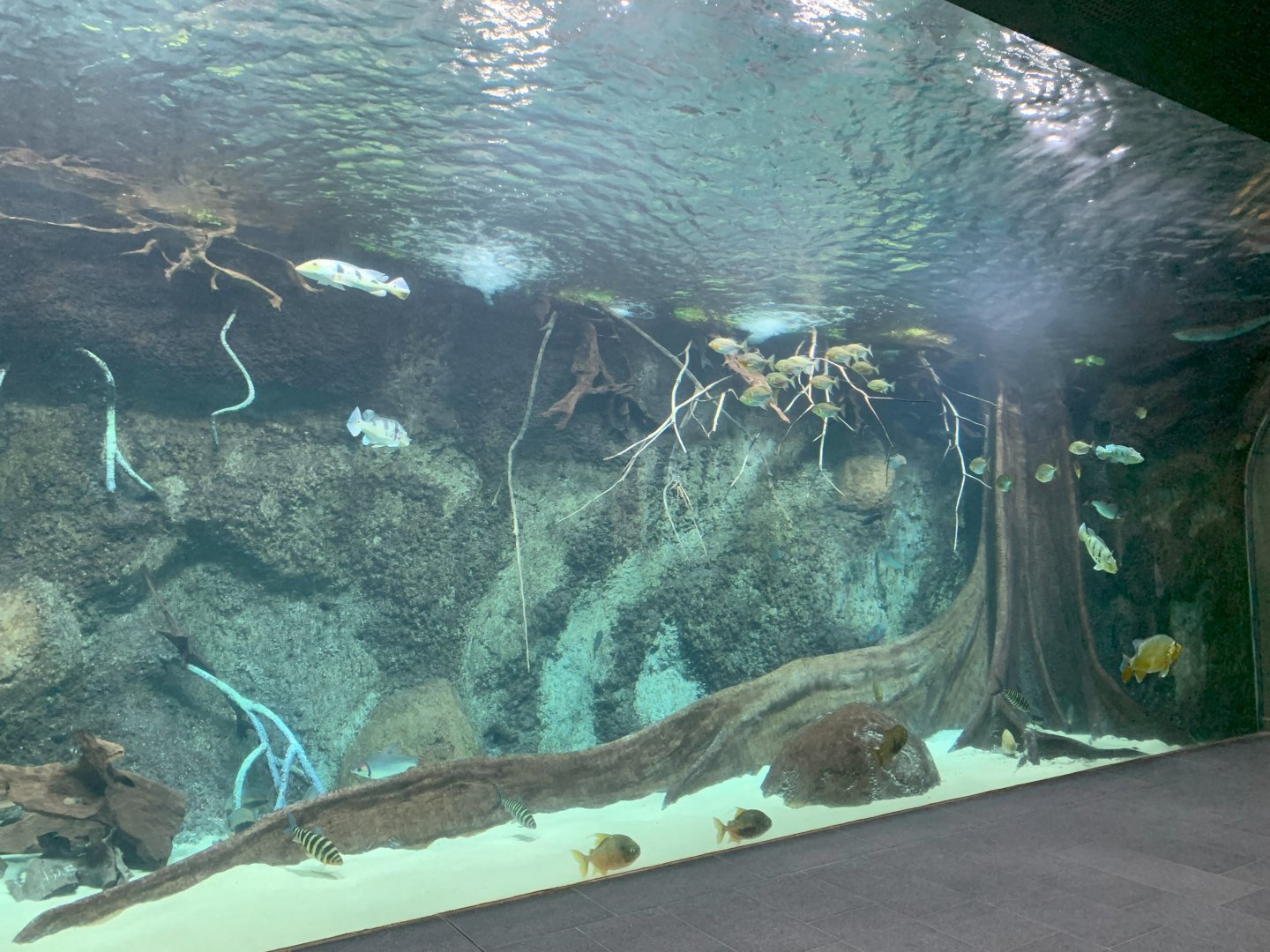 Panorama Becken - Aquarium