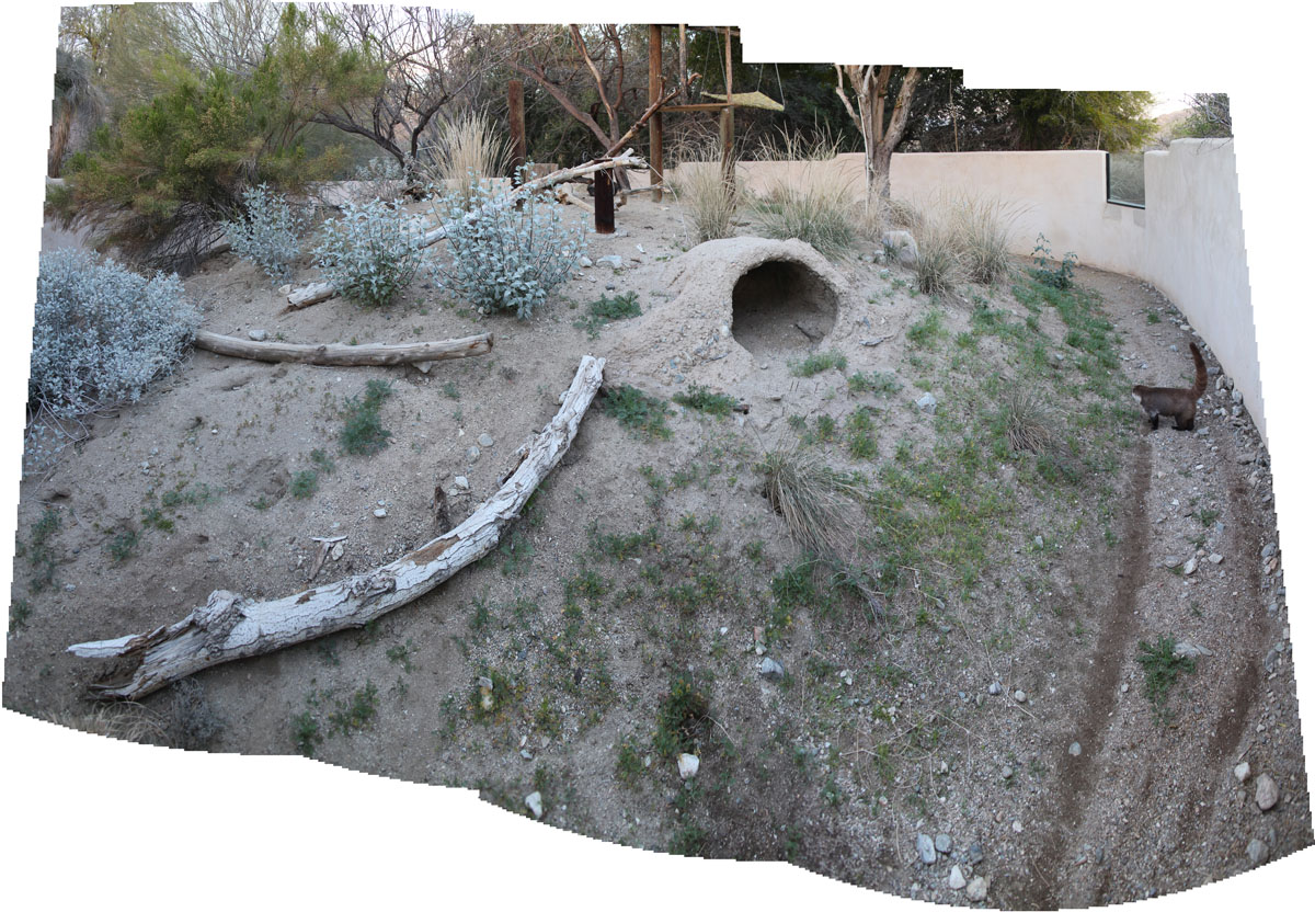 panorama of coati exhibit
