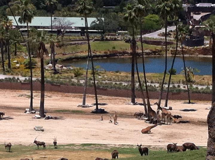 Panorama of east africa, the largest exhibit at san Diego wild animal park,