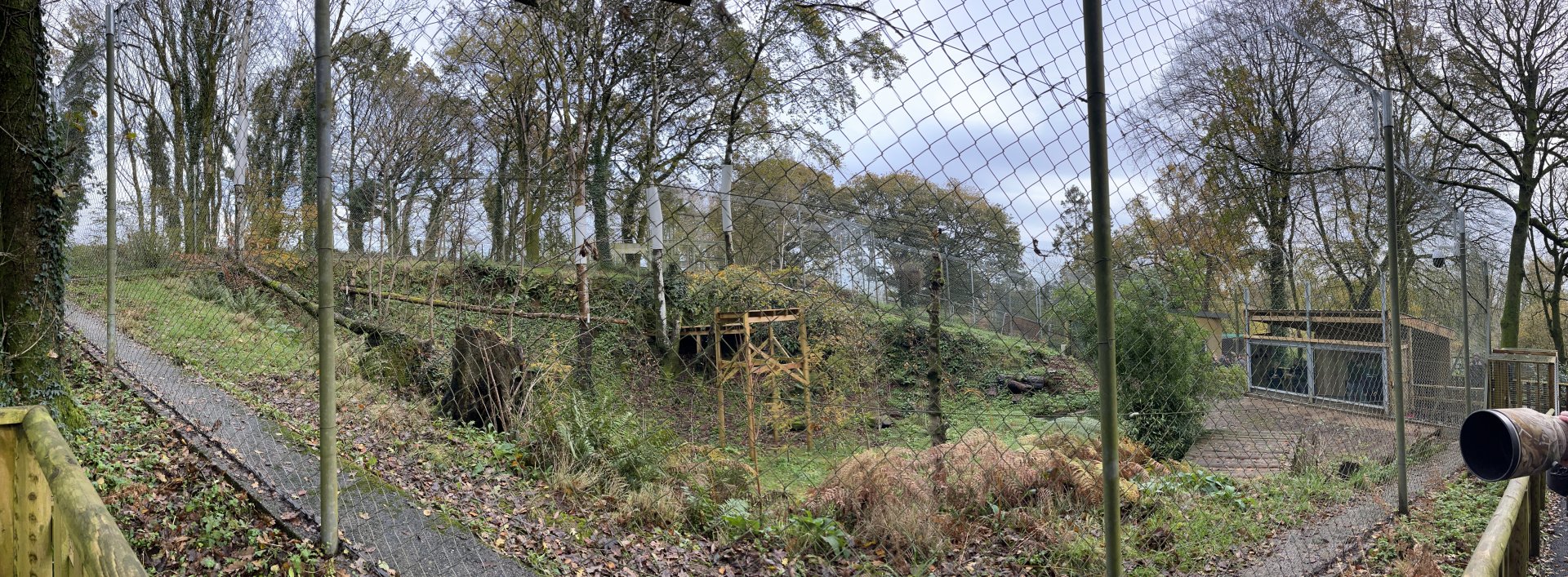 Panoramic view of Amur Leopard exhibit