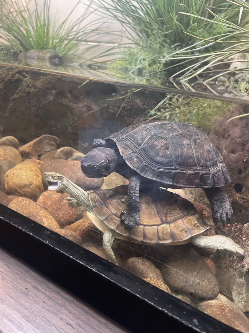 Pan’s Box Turtle and Kwangtung River Turtle