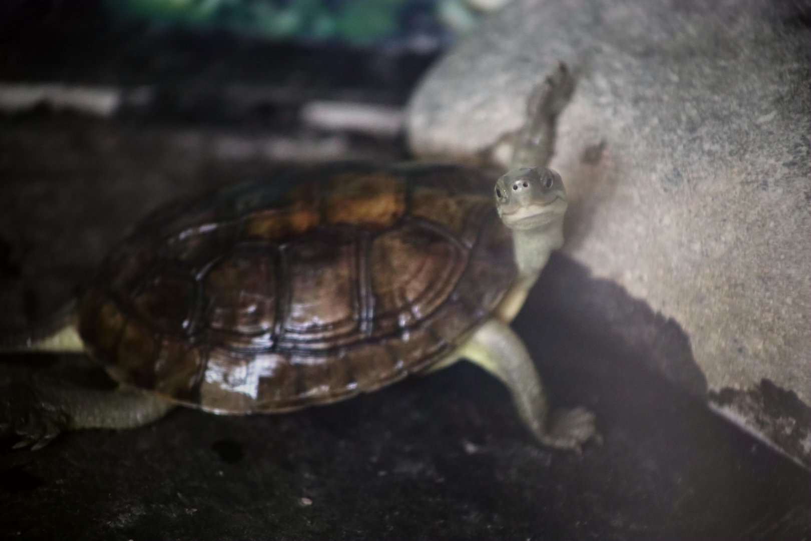 Pan's Box Turtle (Cuora pani)