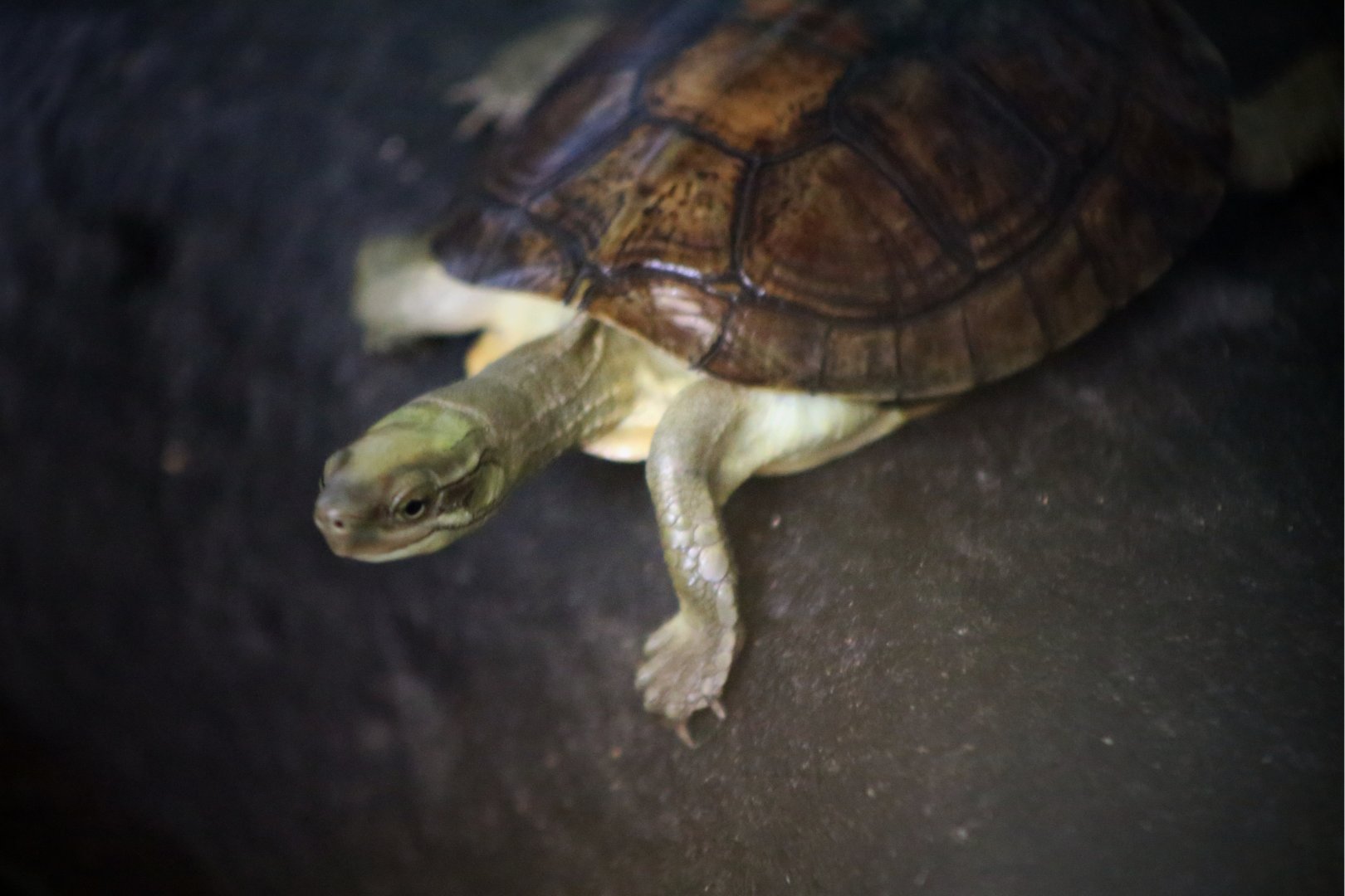 Pan's Box Turtle (Cuora pani)