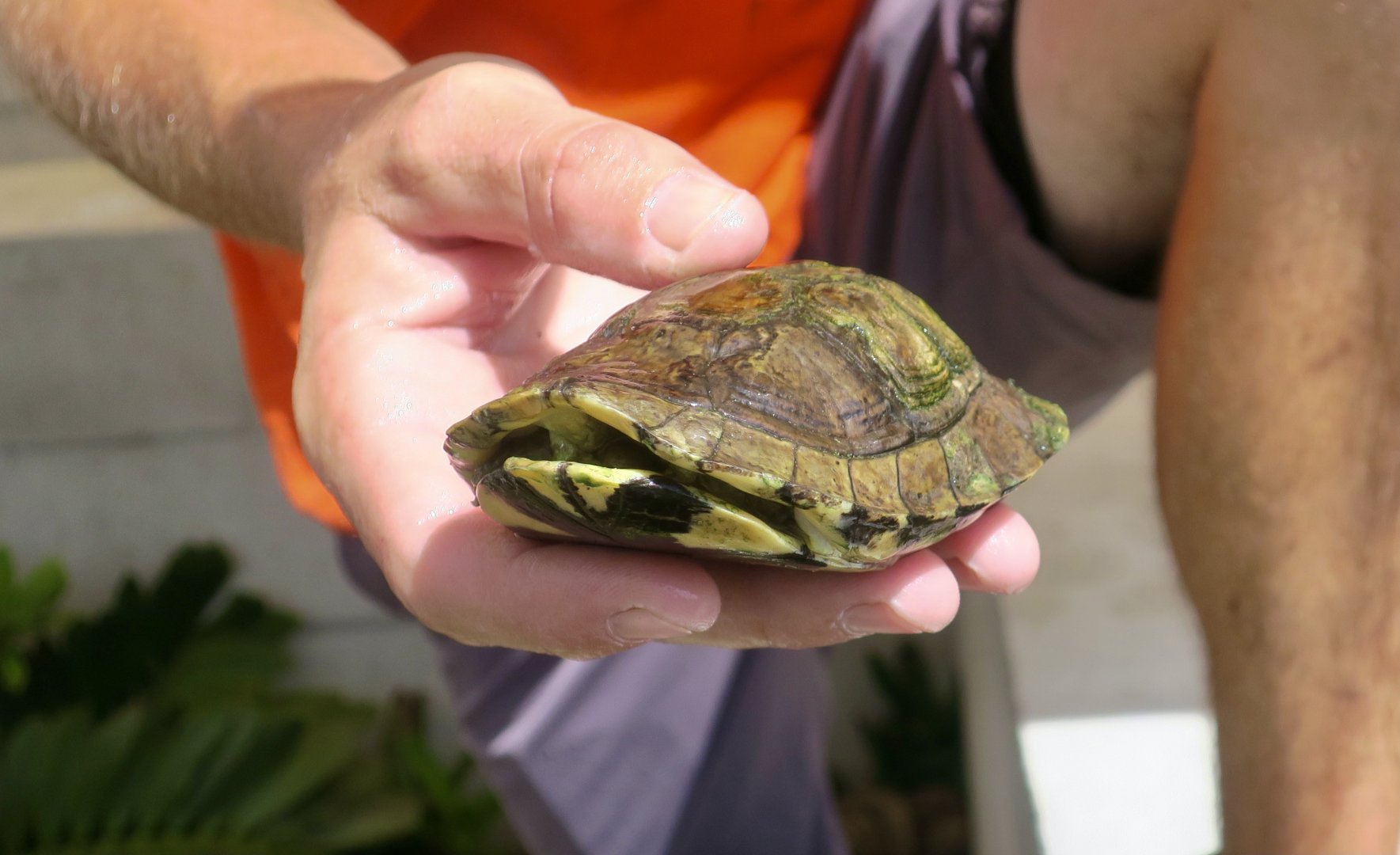 Pan's Box Turtle (Cuora pani)