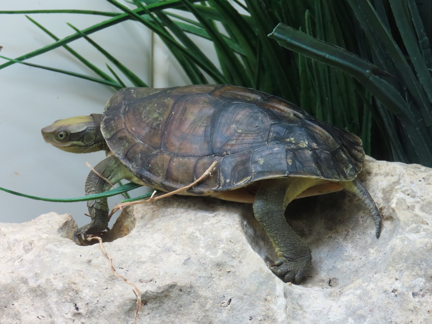 Pan’s Box Turtle (Cuora pani)