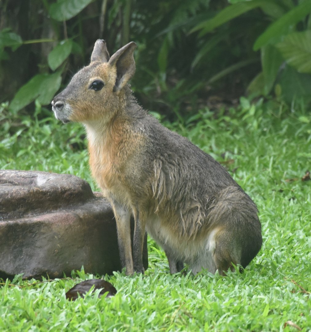 Pantagonian Mara (Dolichotis patagonum)