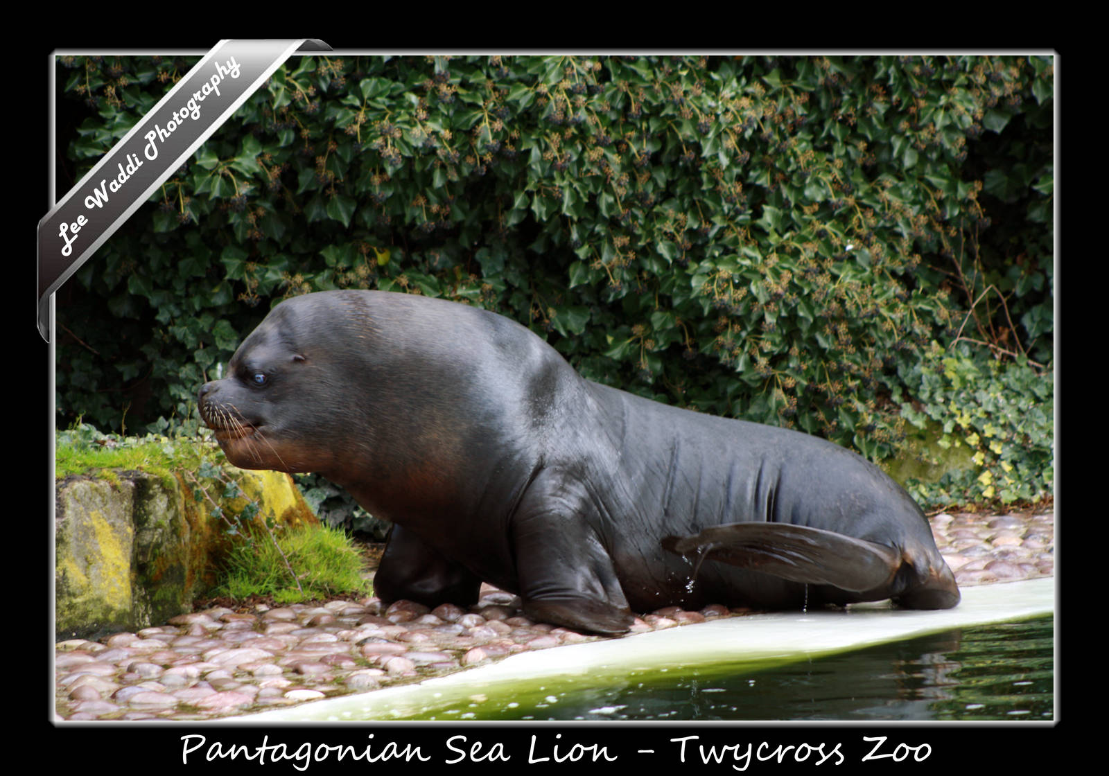 Pantagonian Sea Lion