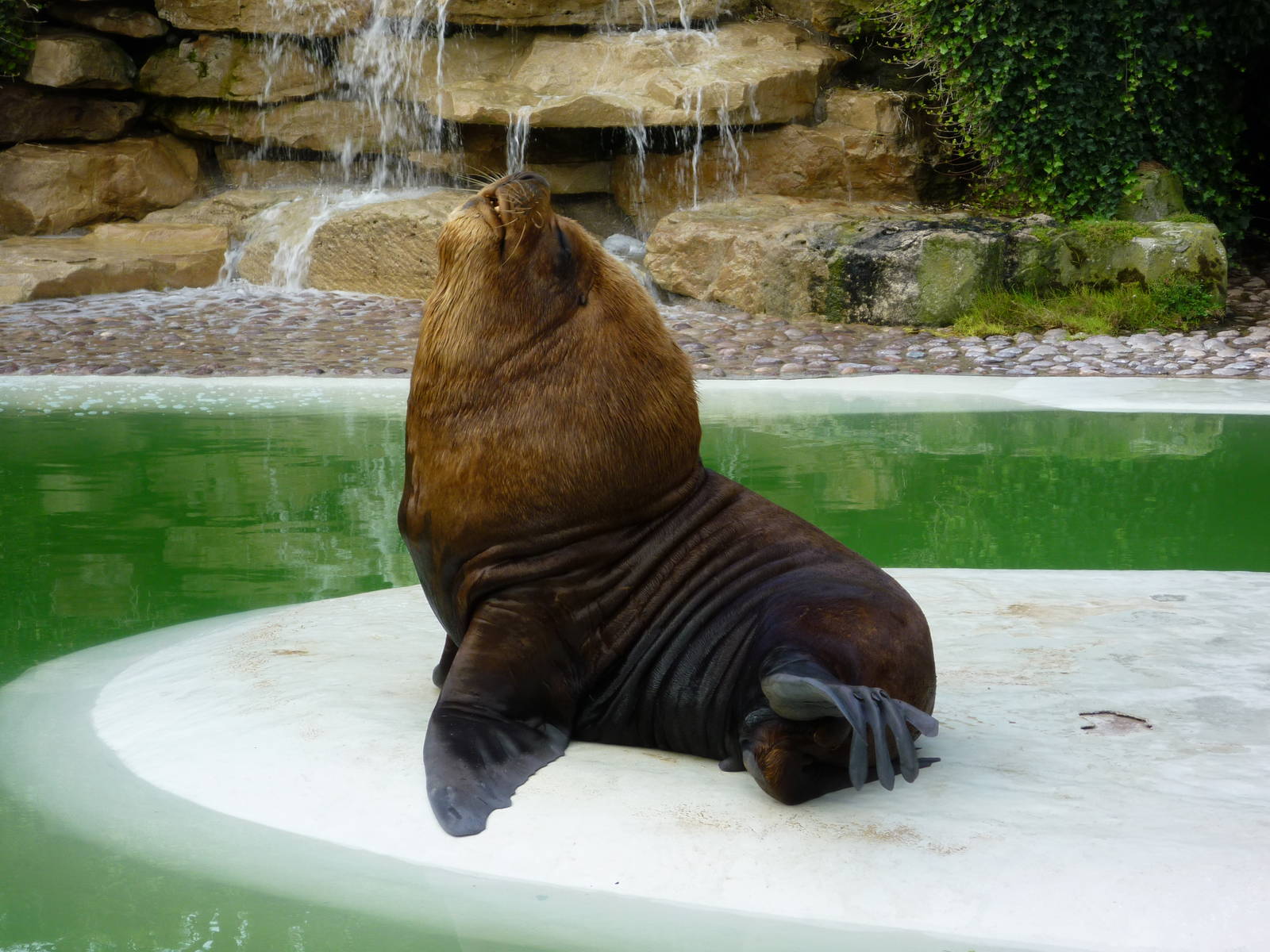 Pantagonian Sealion