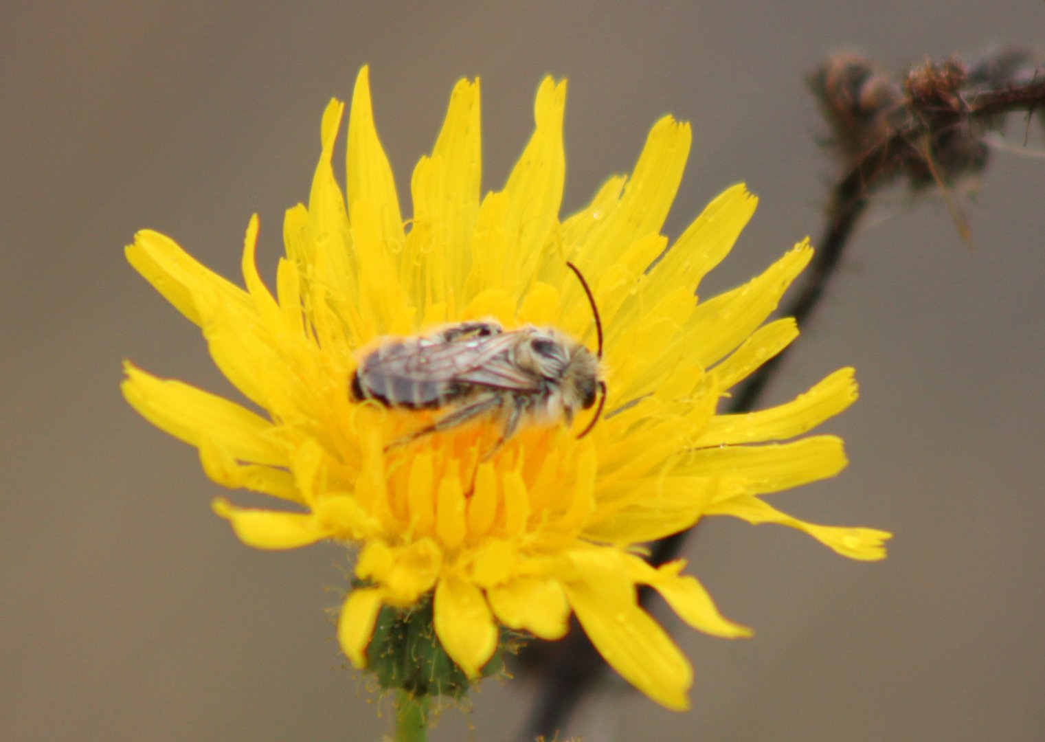 Pantaloon bee - Dasypoda hirtipes