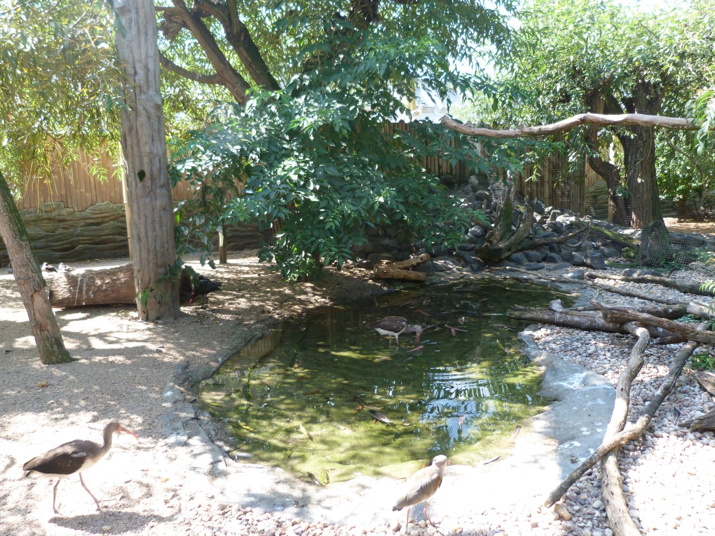 Pantanal aviary -Zoo Praha (2025)