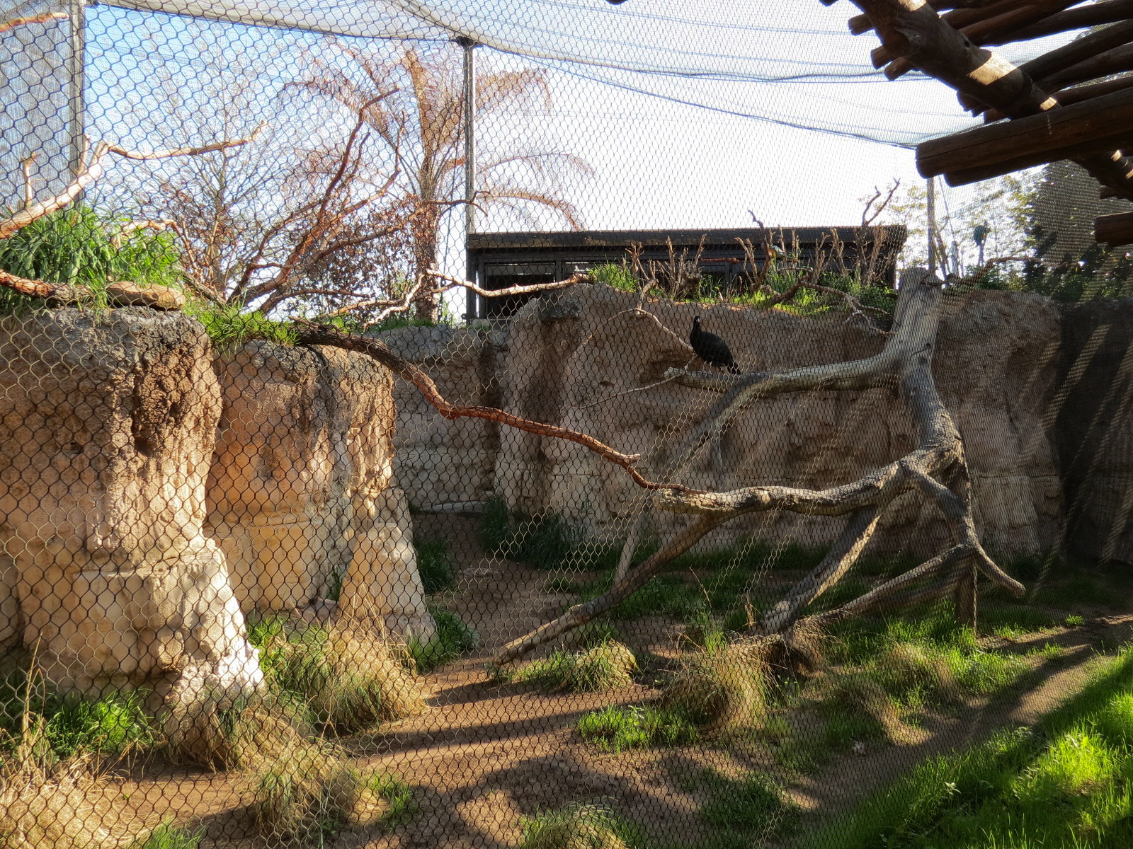 Pantanal - Blue-throated Macaw and Blue-billed Curassow Exhibit