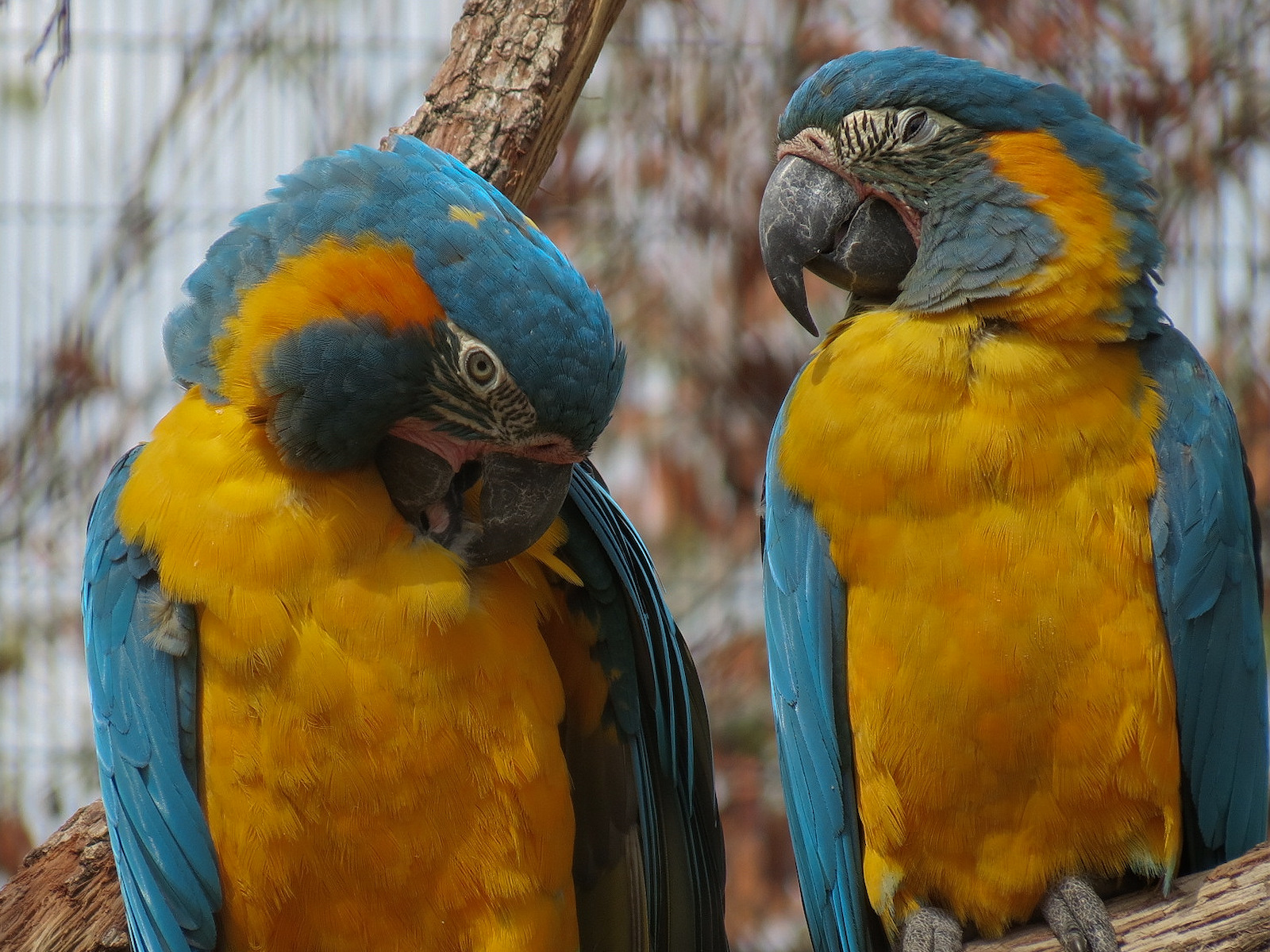 Pantanal - Blue-throated Macaw and Blue-billed Curassow Exhibit