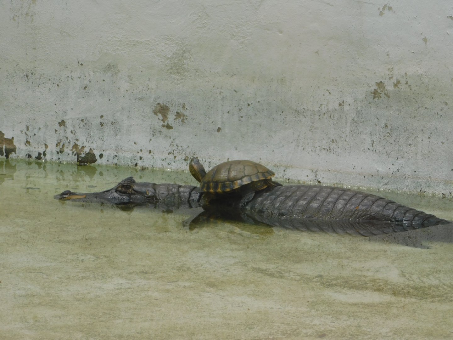 Pantanal caiman, Brasilia zoo
