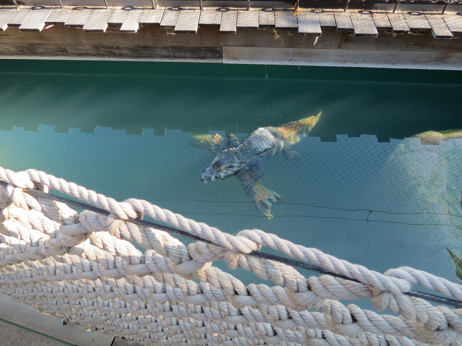 Pantanal - Caiman Sculpture Next To Floating Bridge