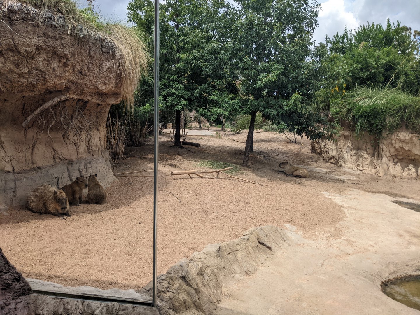 Pantanal - Capybara on a very hot day