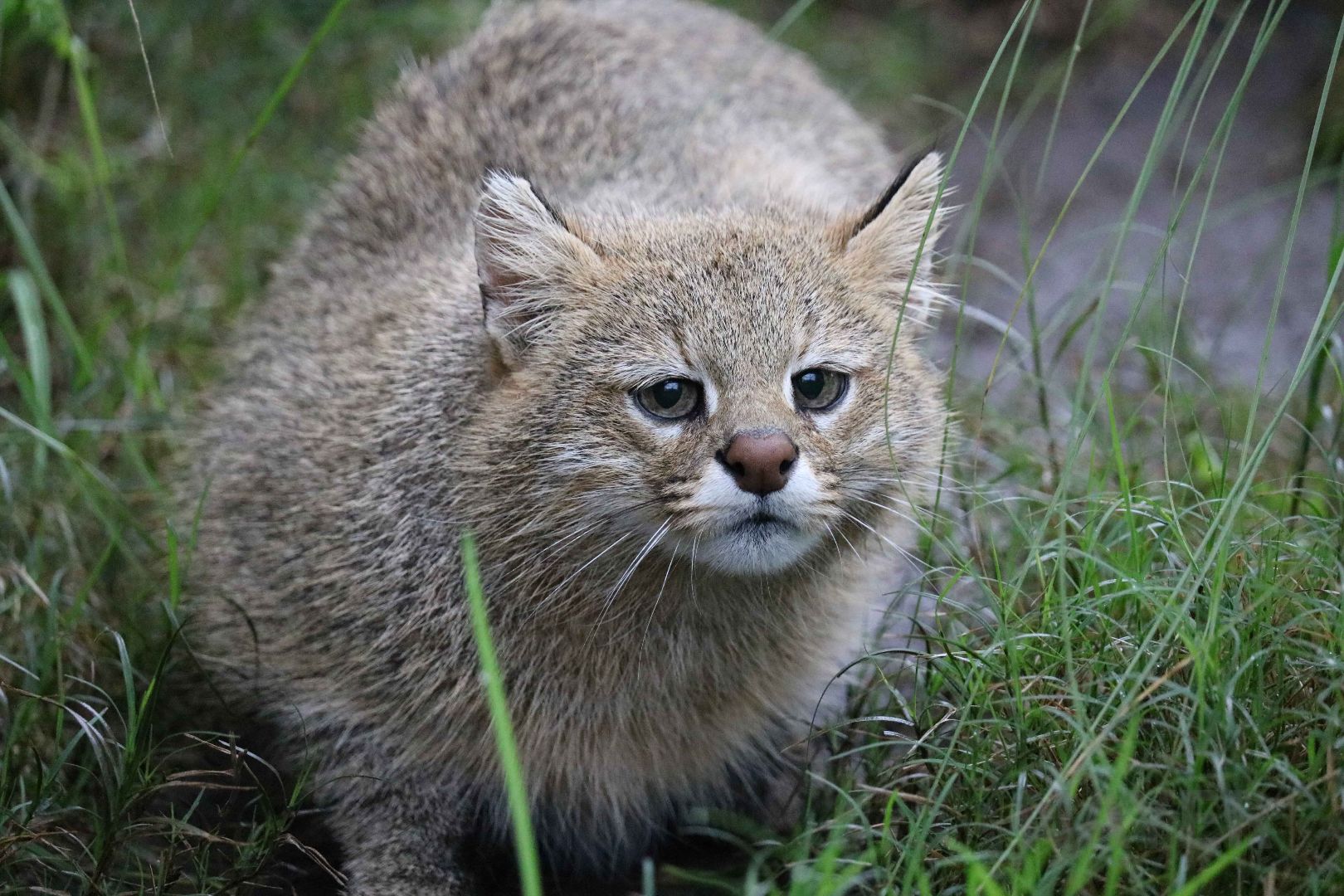 Pantanal cat, April 2016