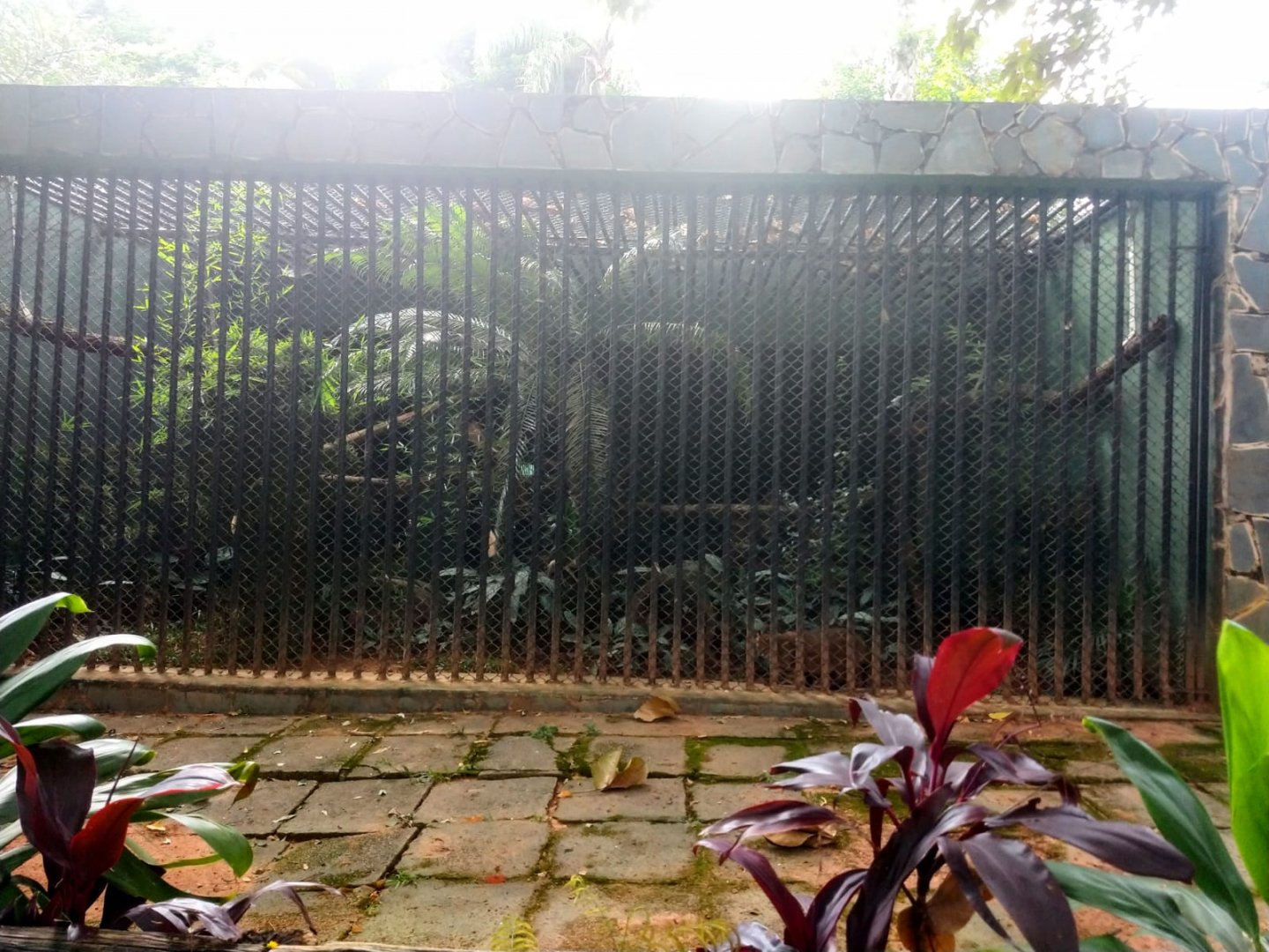 Pantanal cat exhibit - Belo Horizonte zoo