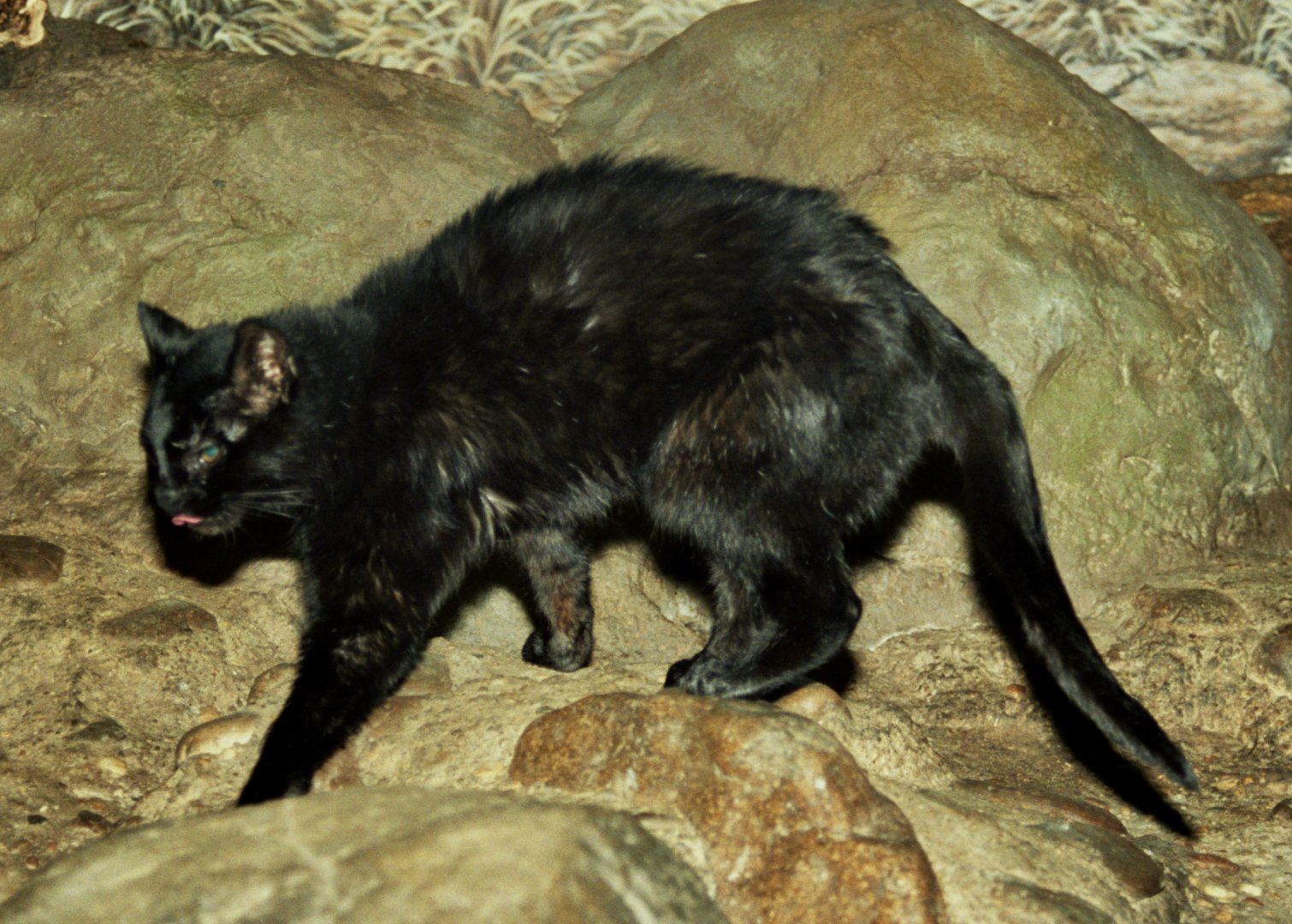 Pantanal Cat (Leopardus braccatus) - melanistic