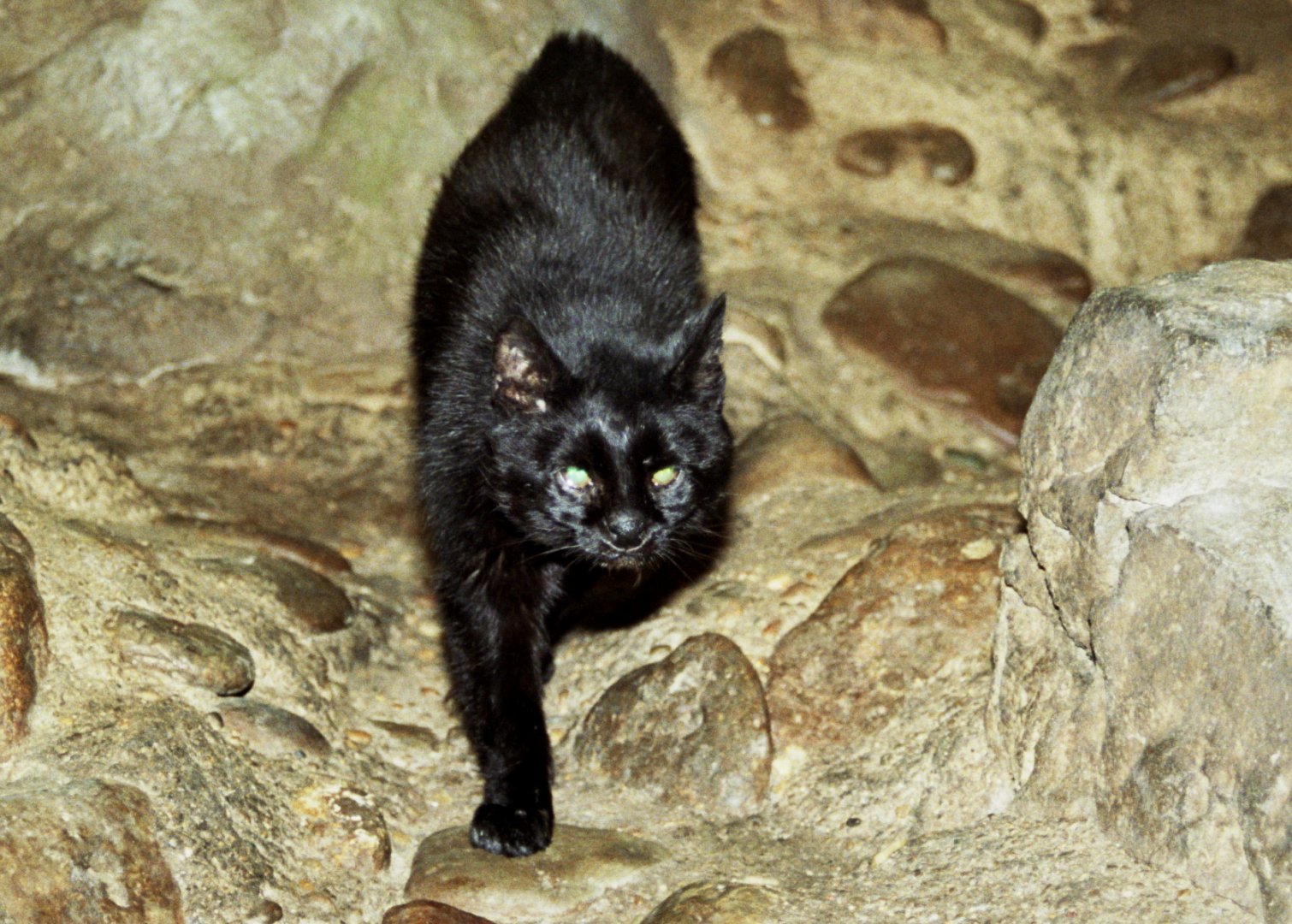 Pantanal Cat (Leopardus braccatus) - melanistic