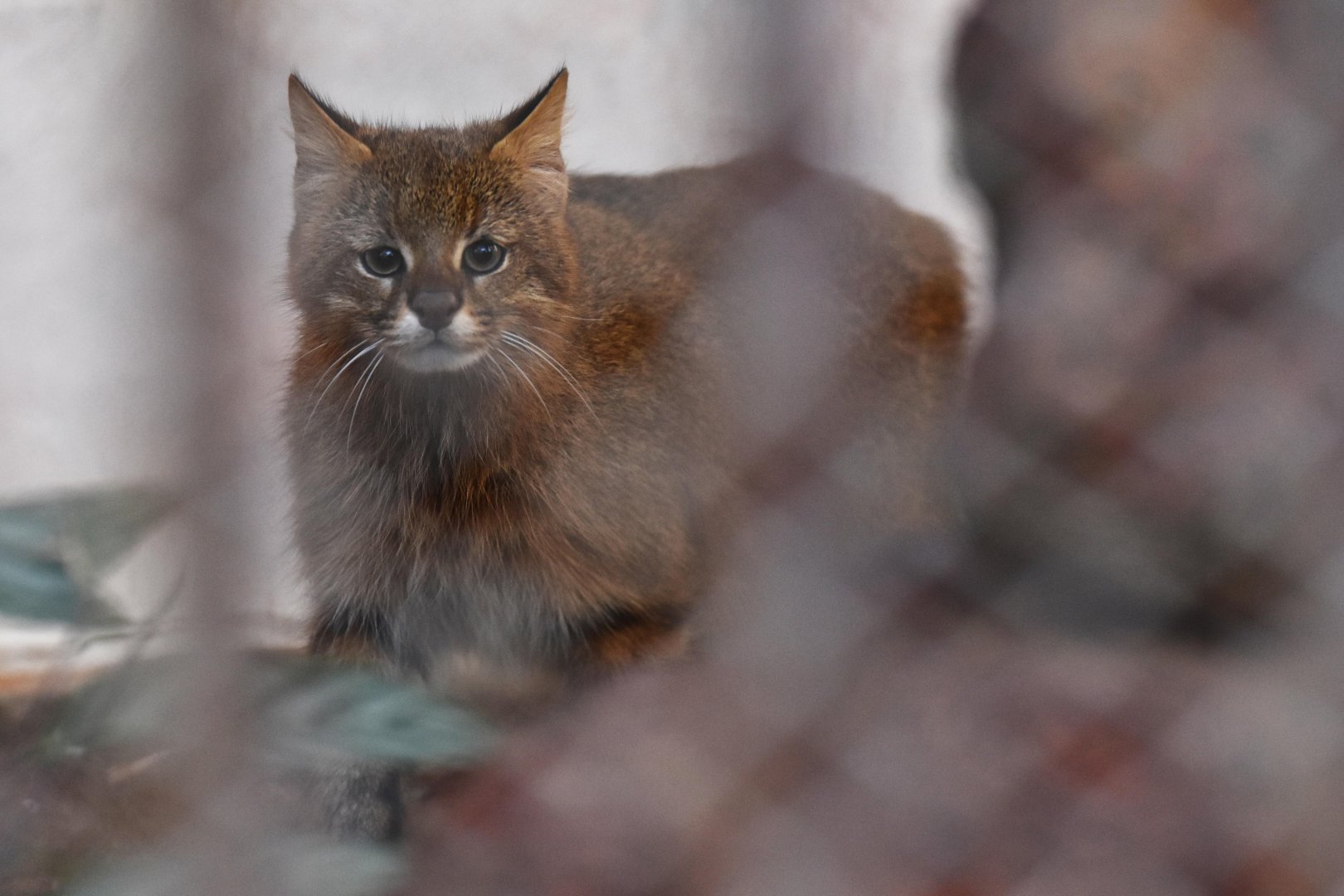 Pantanal cat (Leopardus braccatus) or Colocolo