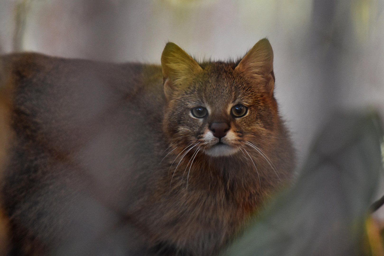 Pantanal cat (Leopardus braccatus) or colocolo
