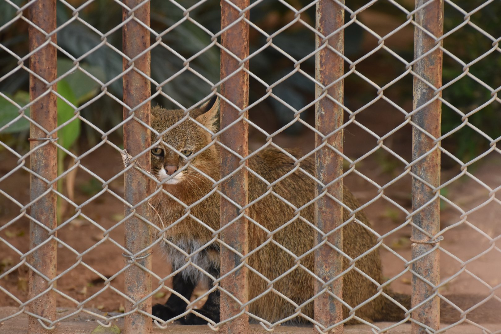 Pantanal cat (Leopardus braccatus) or colocolo