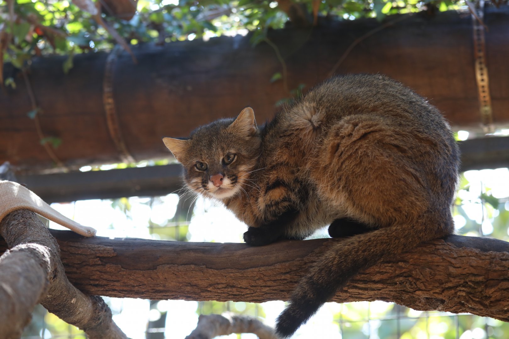 Pantanal cat (Leopardus braccatus)