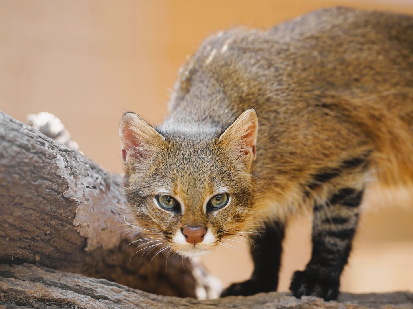 Pantanal Cat