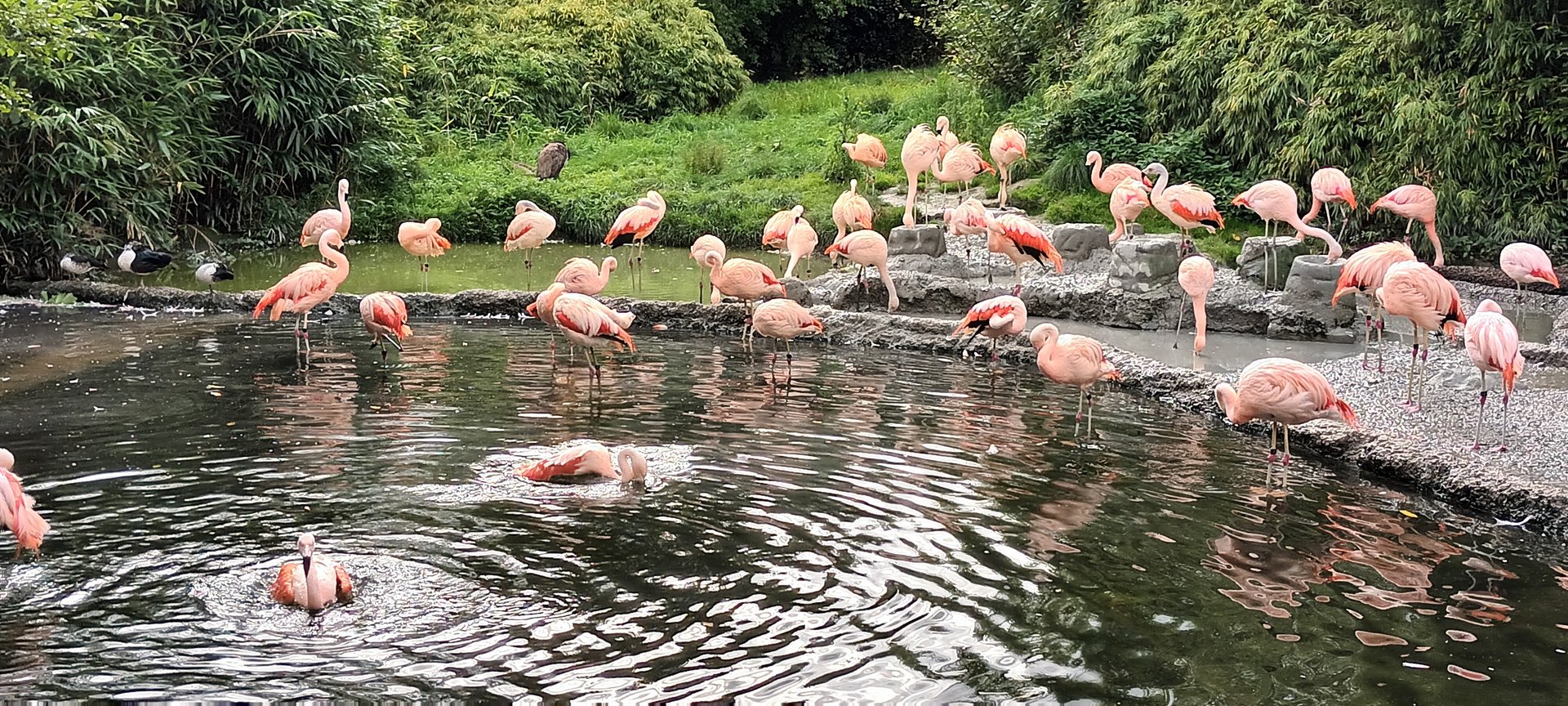 Pantanal Chilean Flamingo Enclosure