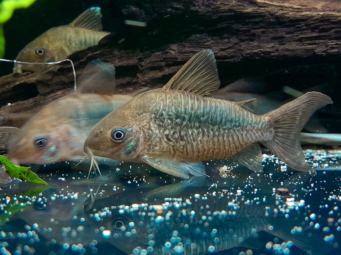 Pantanal Cory, C005 (Brochis pantanalensis)