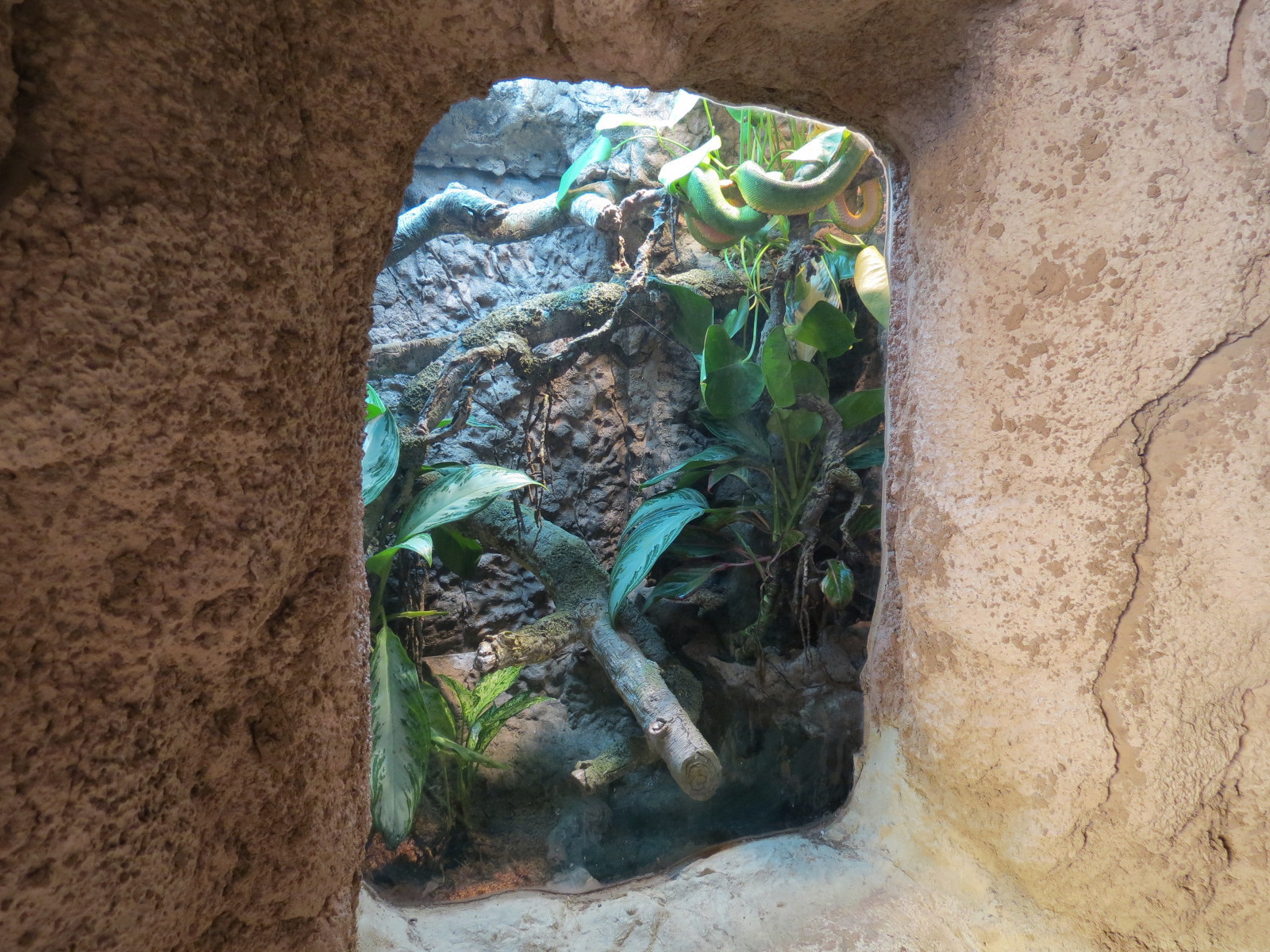 Pantanal - Emerald Tree Boa and Smoky Jungle Frog Exhibit