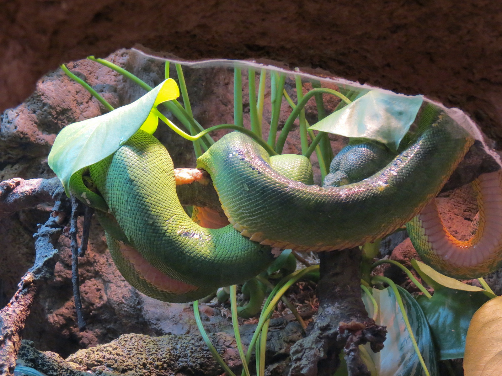 Pantanal - Emerald Tree Boa and Smoky Jungle Frog Exhibit