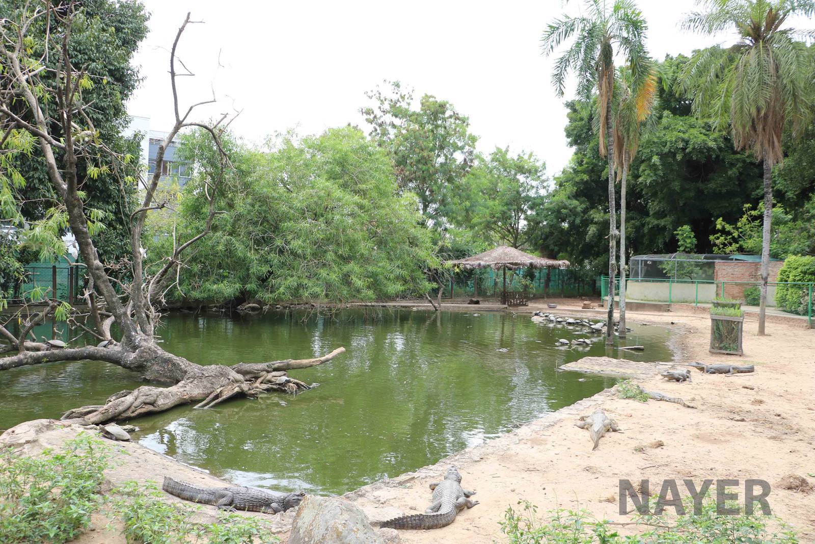 Pantanal enclosure, March 2016