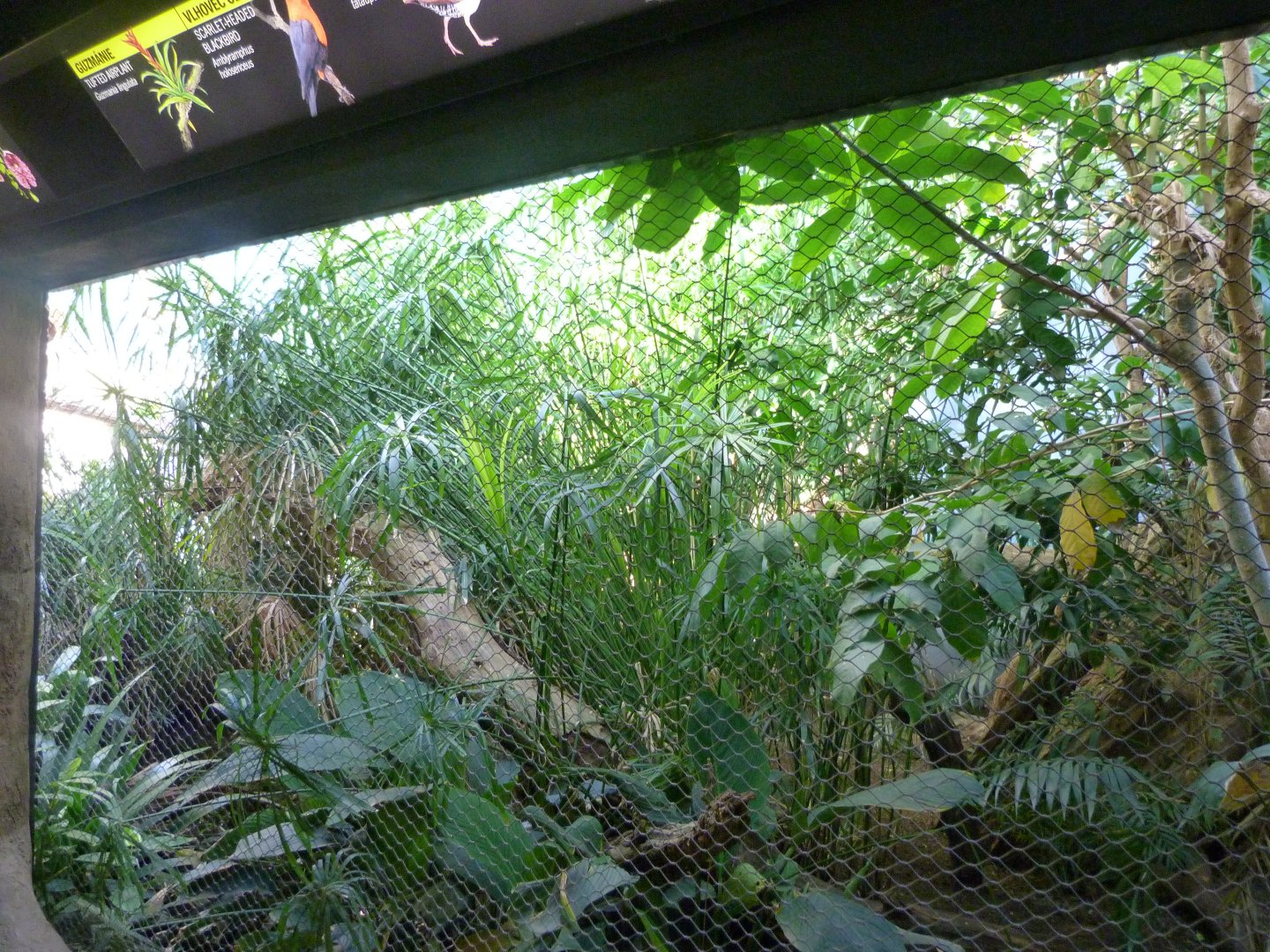 Pantanal exhibit -Zoo Praha (2025)