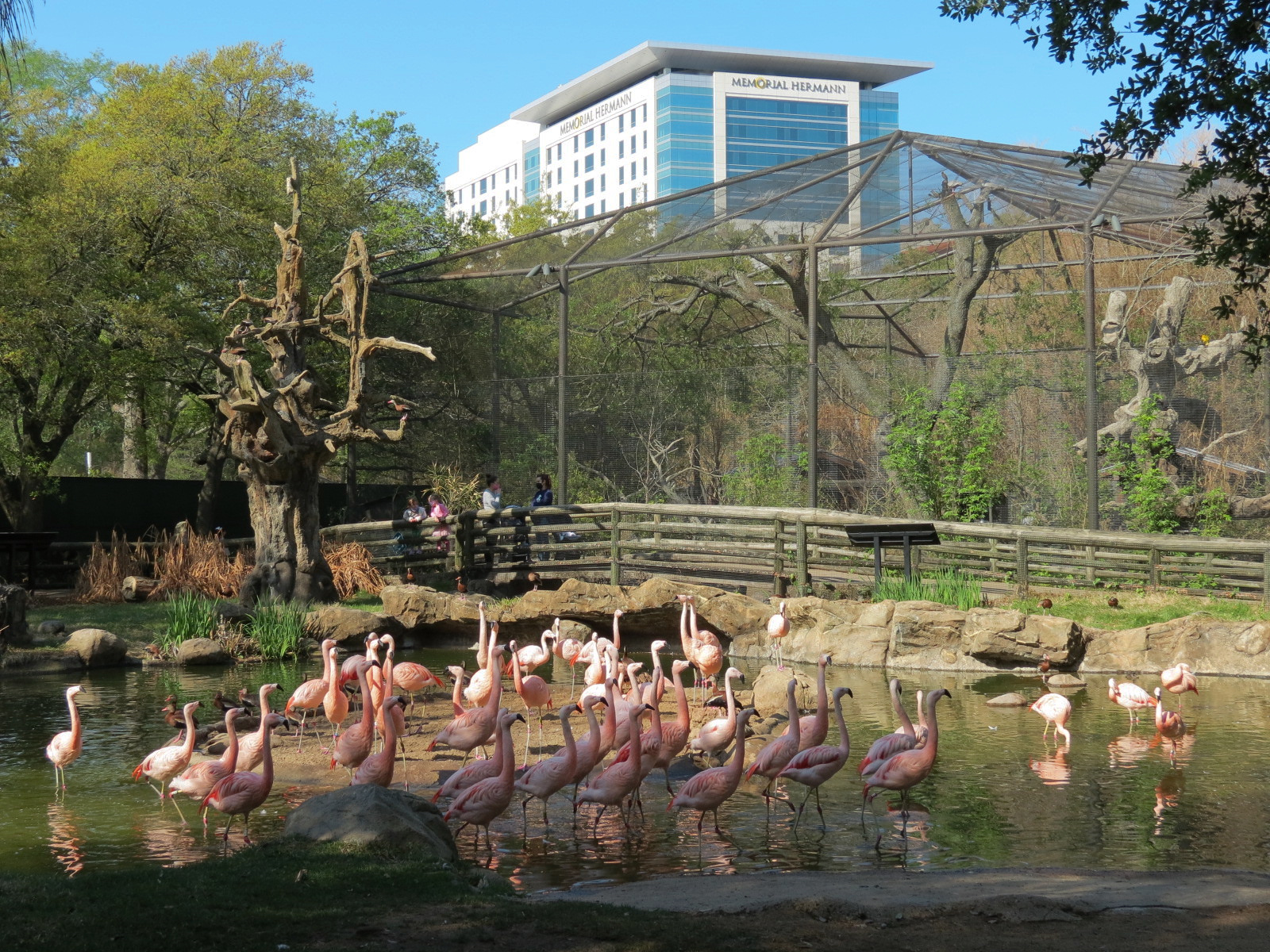 Pantanal - Existing Flamingo Exhibit Next to Refurbished Walk-through Aviary