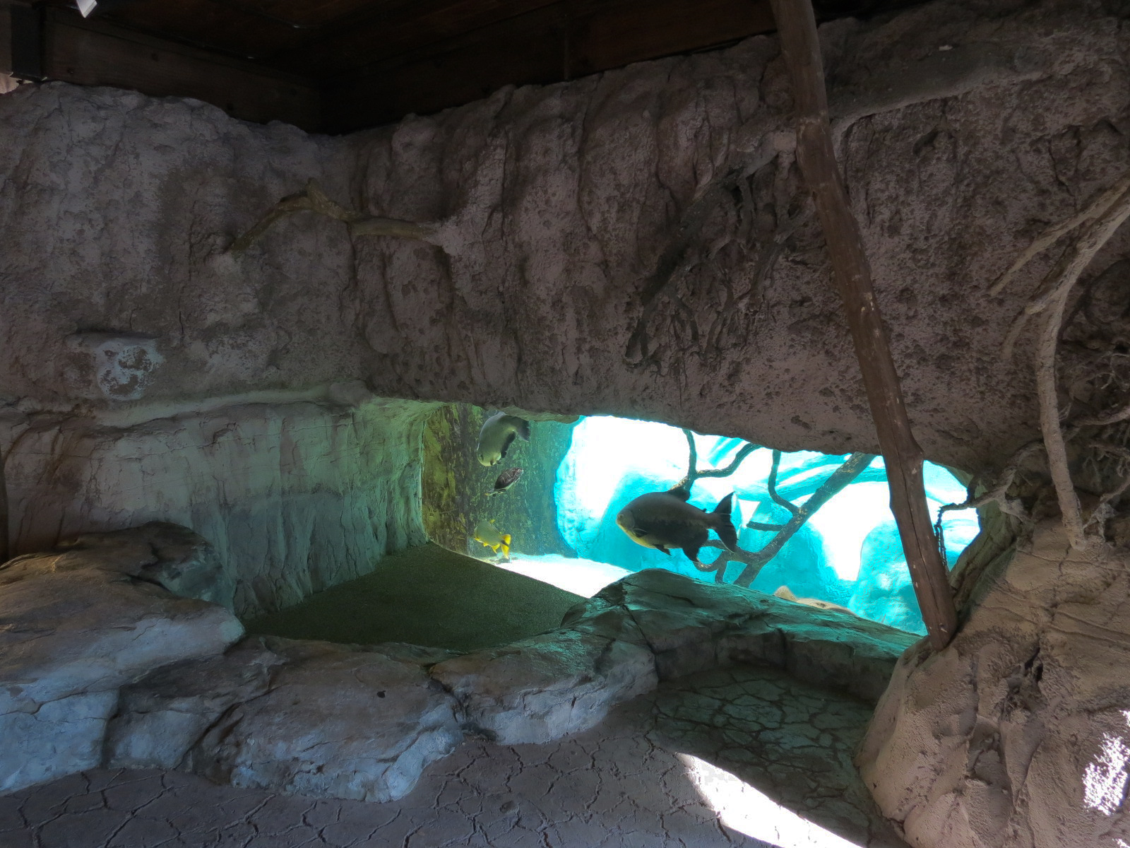 Pantanal - Fish Exhibit Adjoining Giant River Otter Exhibit