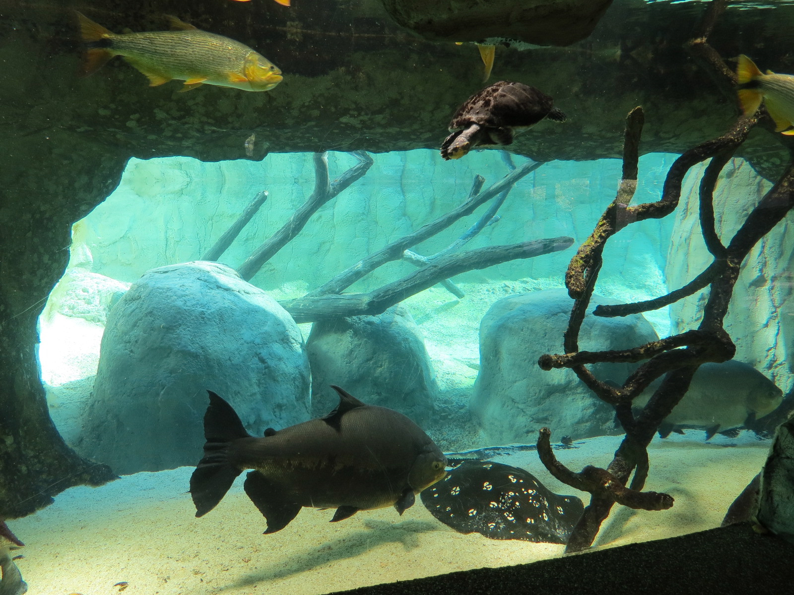 Pantanal - Fish Exhibit Adjoining Giant River Otter Exhibit