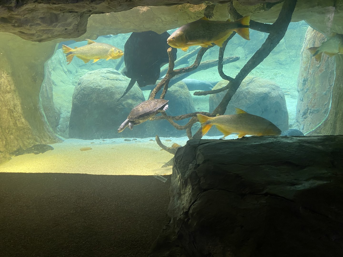 Pantanal Fish Tank