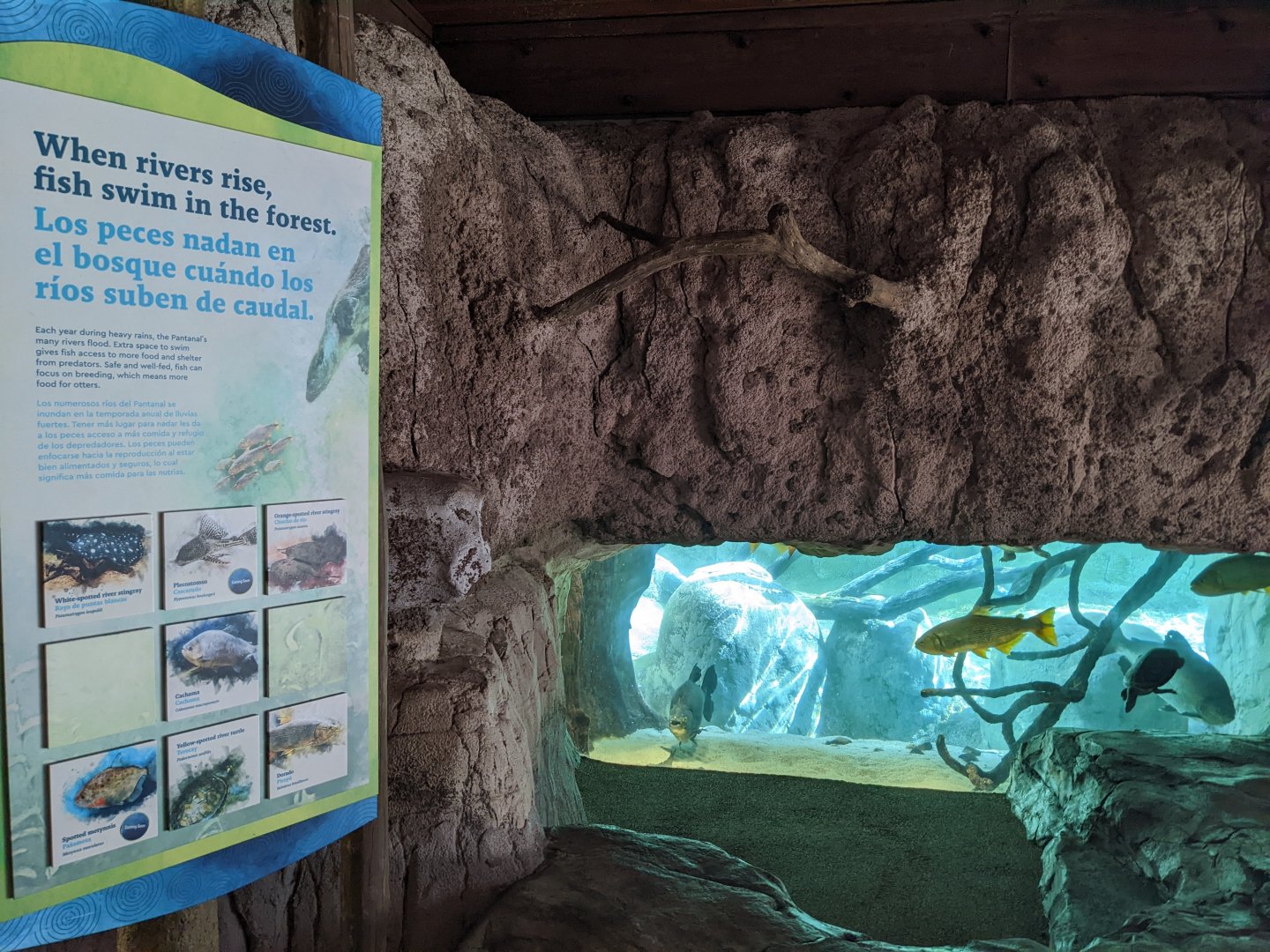 Pantanal - "Flooded Forest"