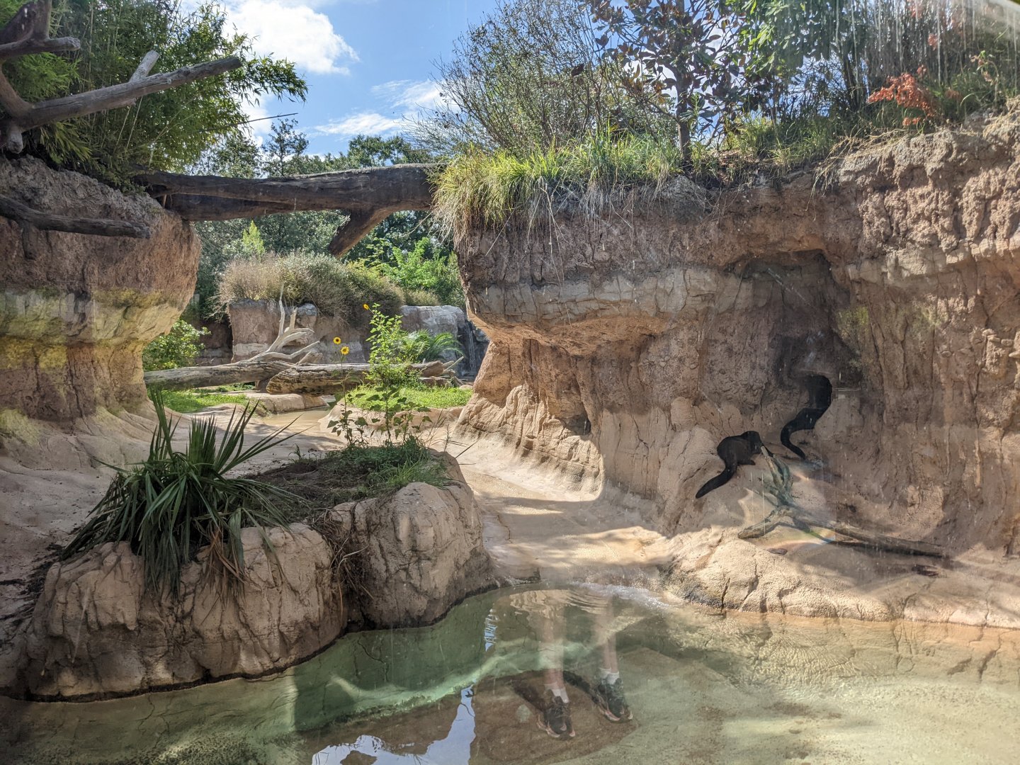 Pantanal - Giant Otters at rest