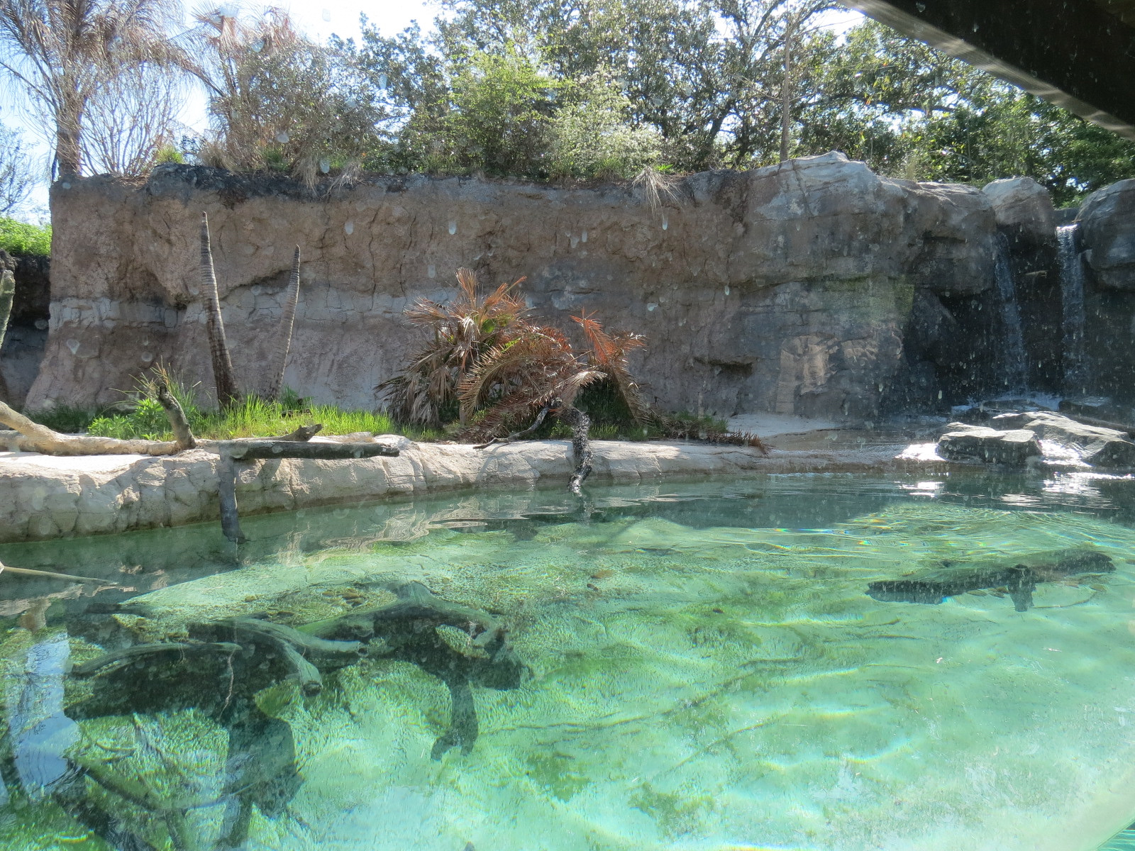 Pantanal - Giant River Otter Exhibit