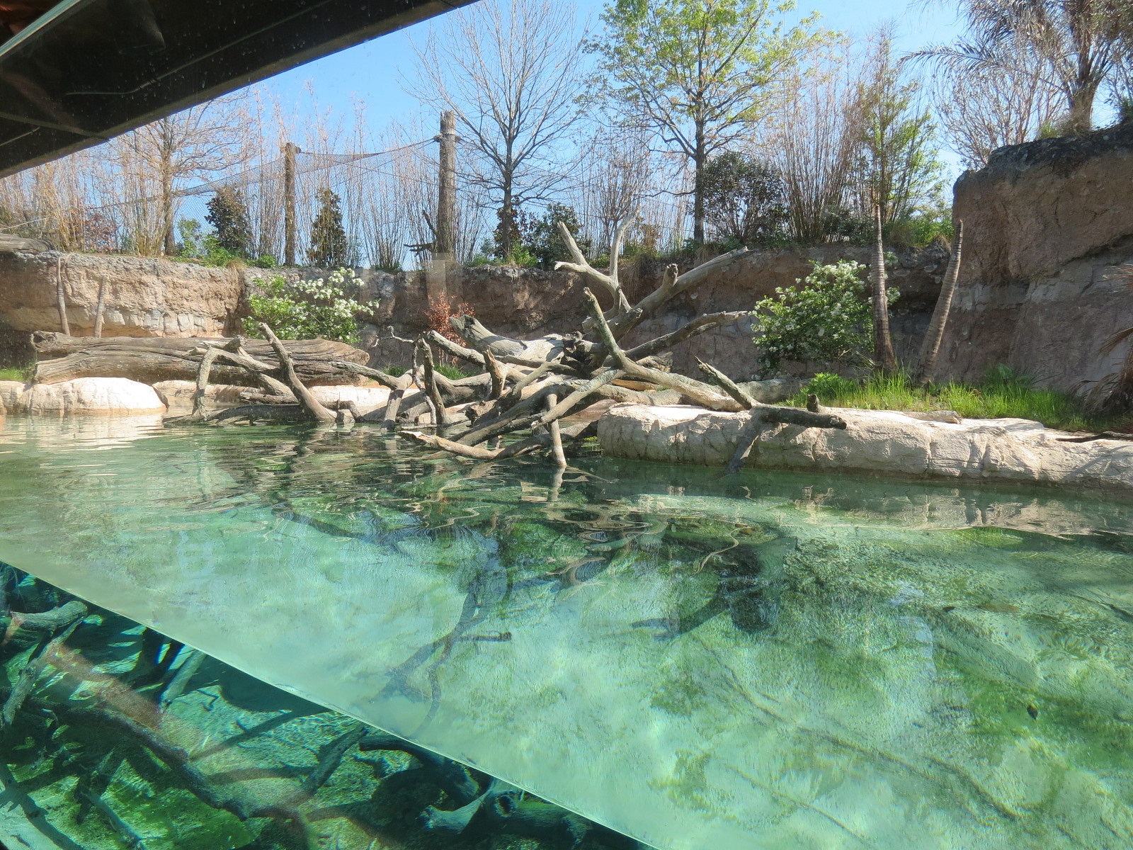 Pantanal - Giant River Otter Exhibit