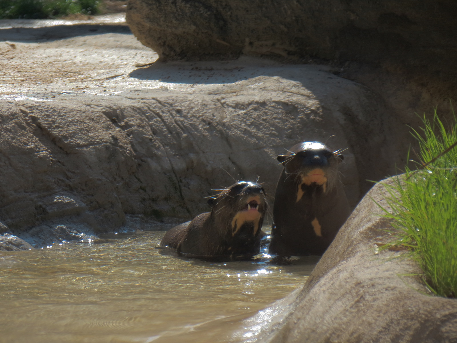 Pantanal - Giant River Otter Exhibit