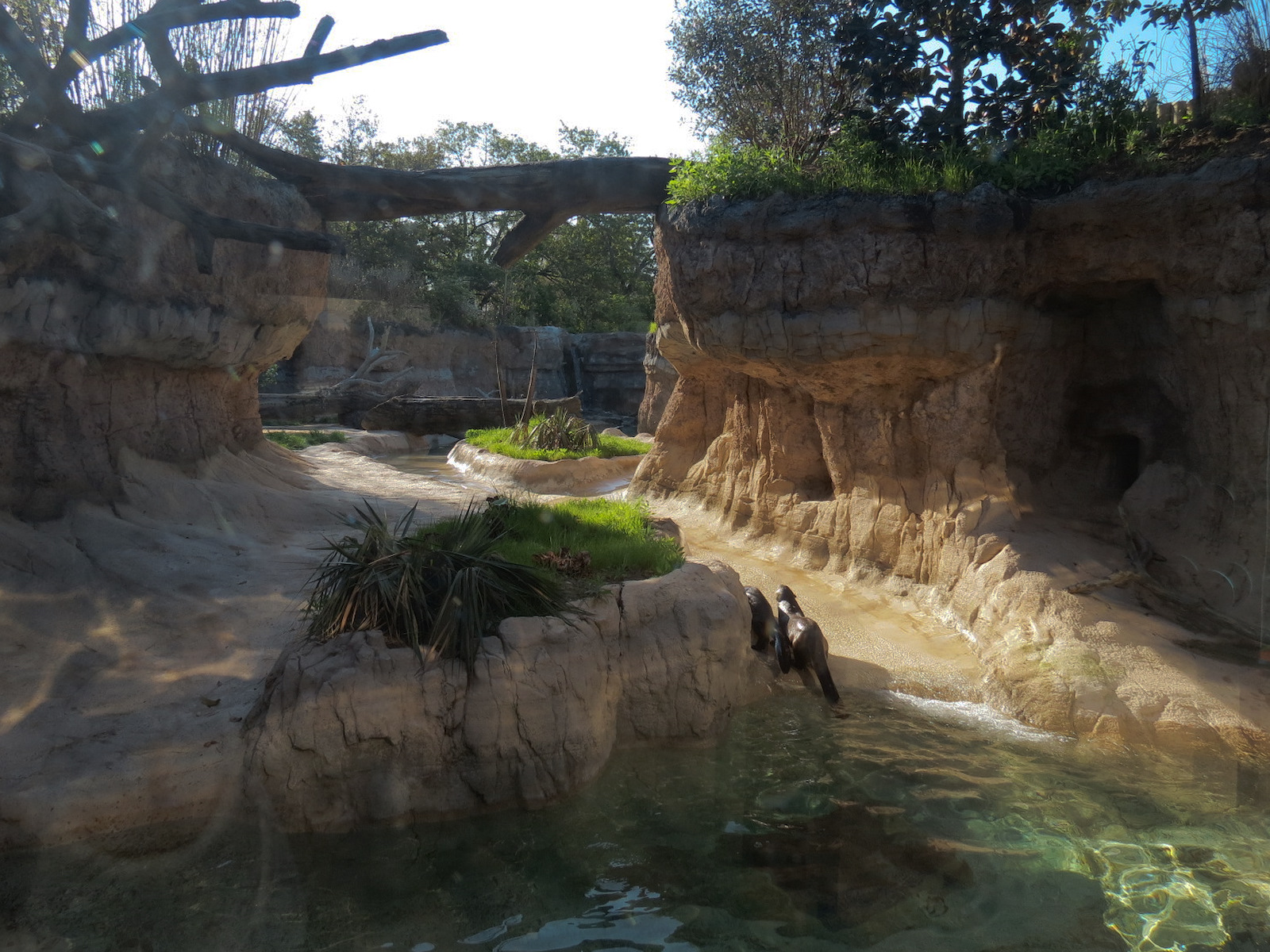 Pantanal - Giant River Otter Exhibit
