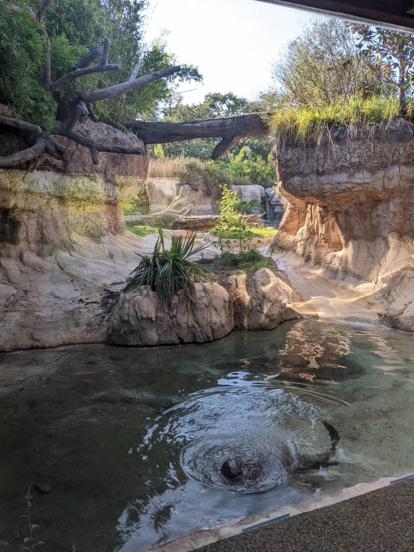 Pantanal - Gint Otter